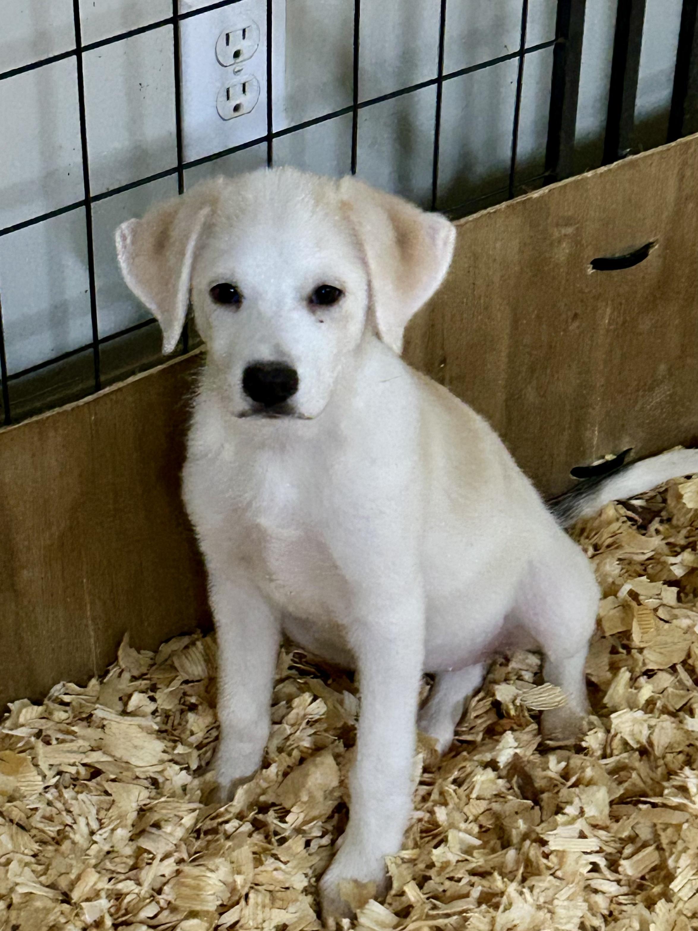Enlarge SYDNEY, a Adoptable mixed breed in Fosters, AL image 3/6