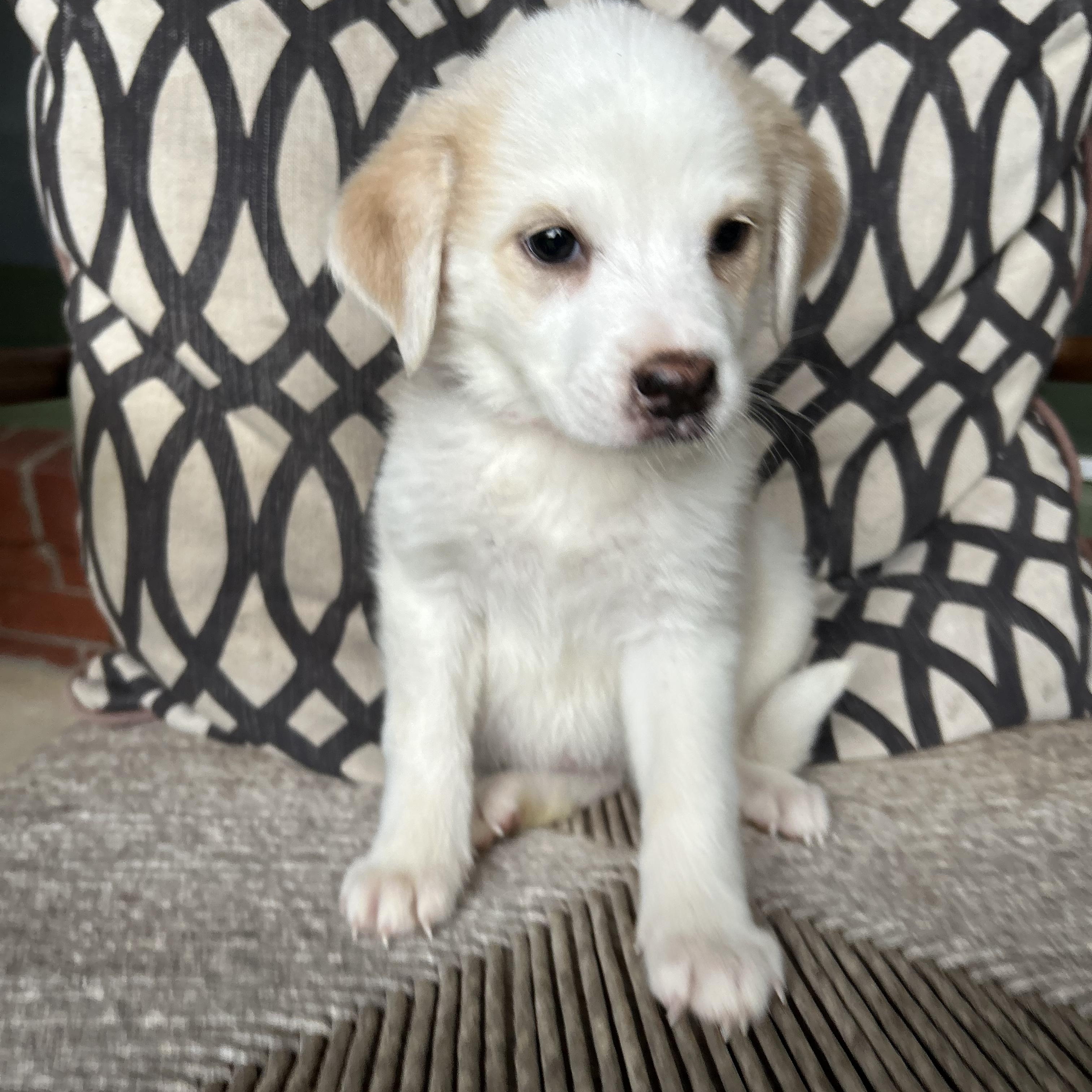 Enlarge SYDNEY, a Adoptable mixed breed in Fosters, AL image 5/6