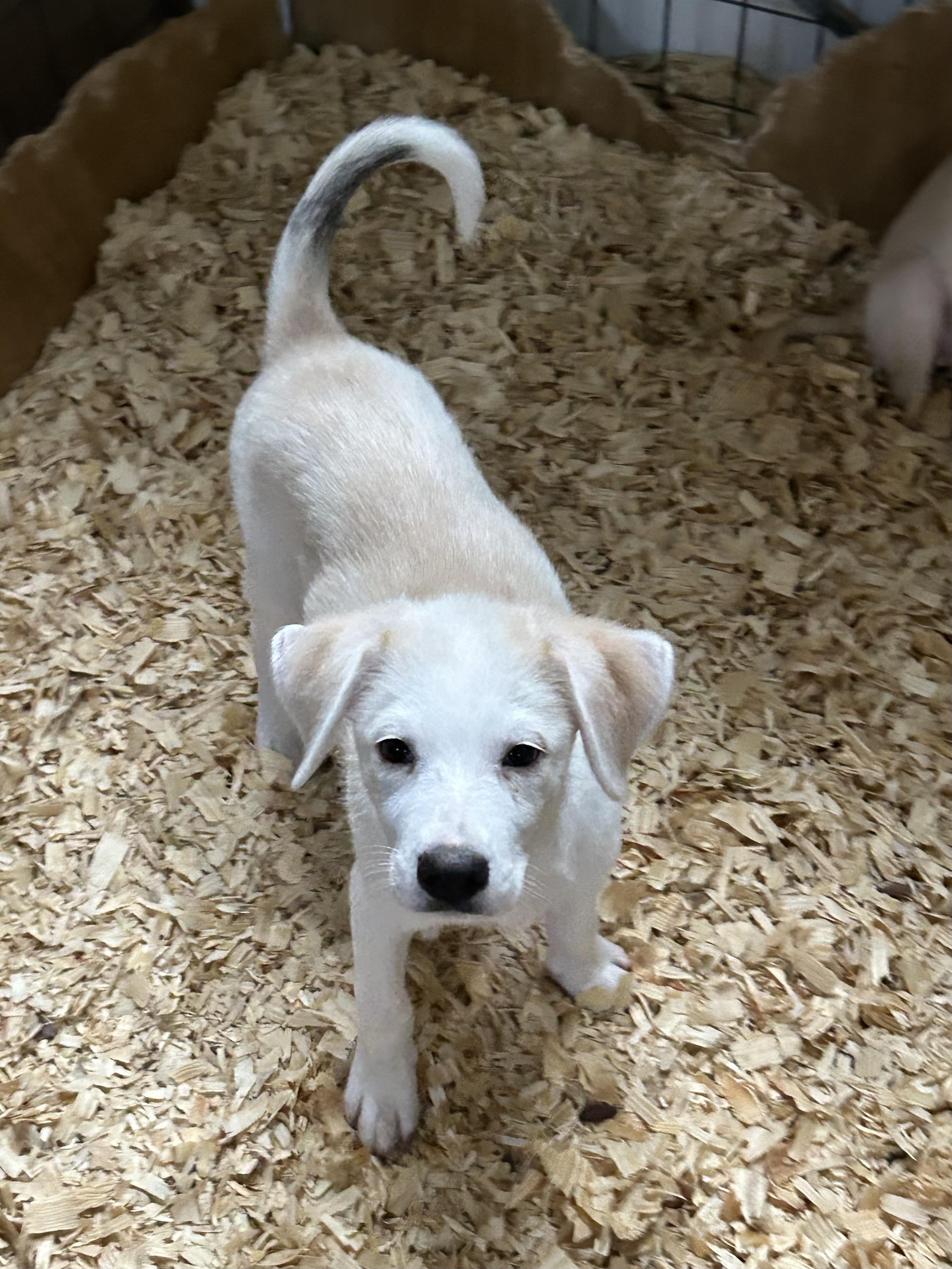 Enlarge SYDNEY, a Adoptable mixed breed in Fosters, AL image 2/6