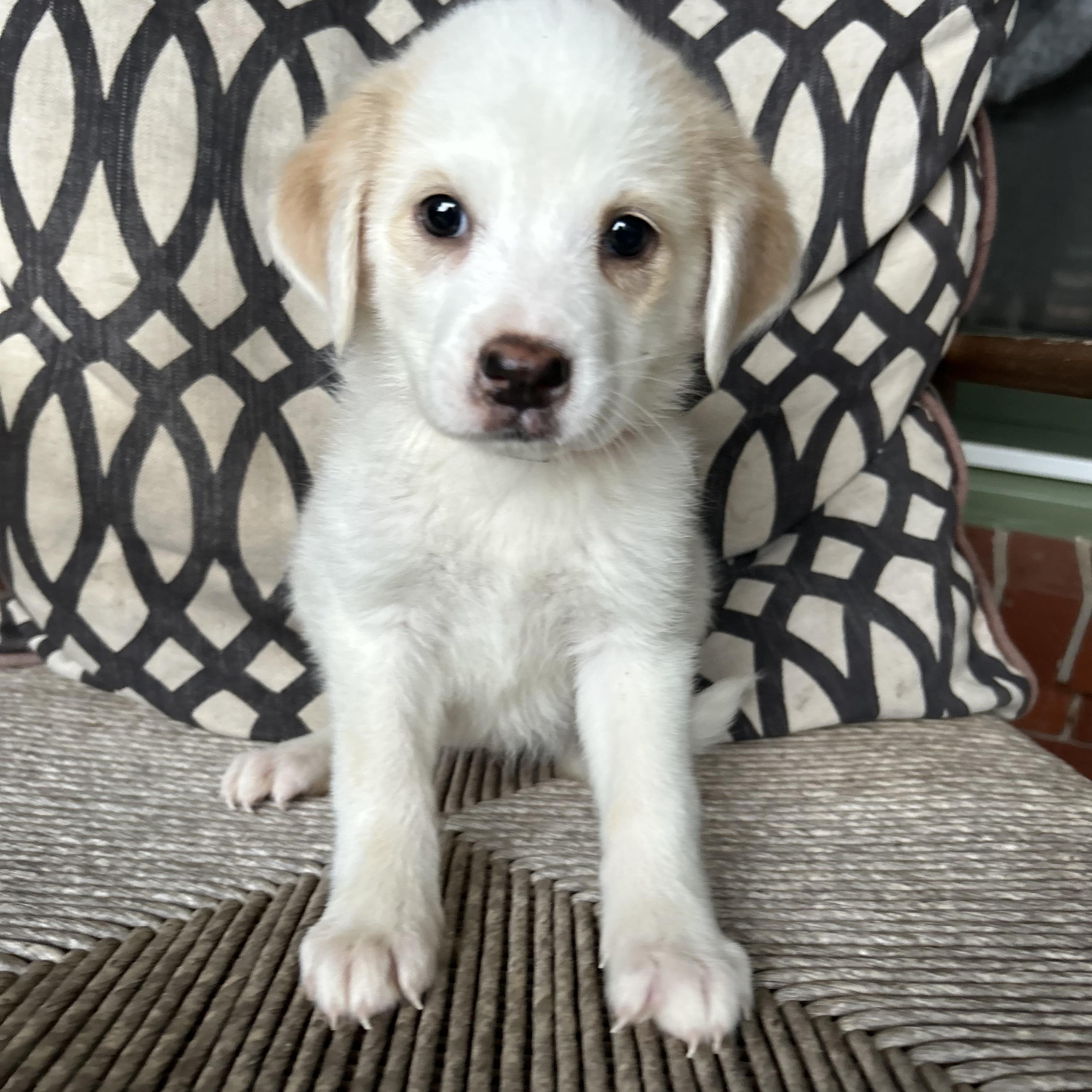 Enlarge SYDNEY, a Adoptable mixed breed in Fosters, AL image 4/6