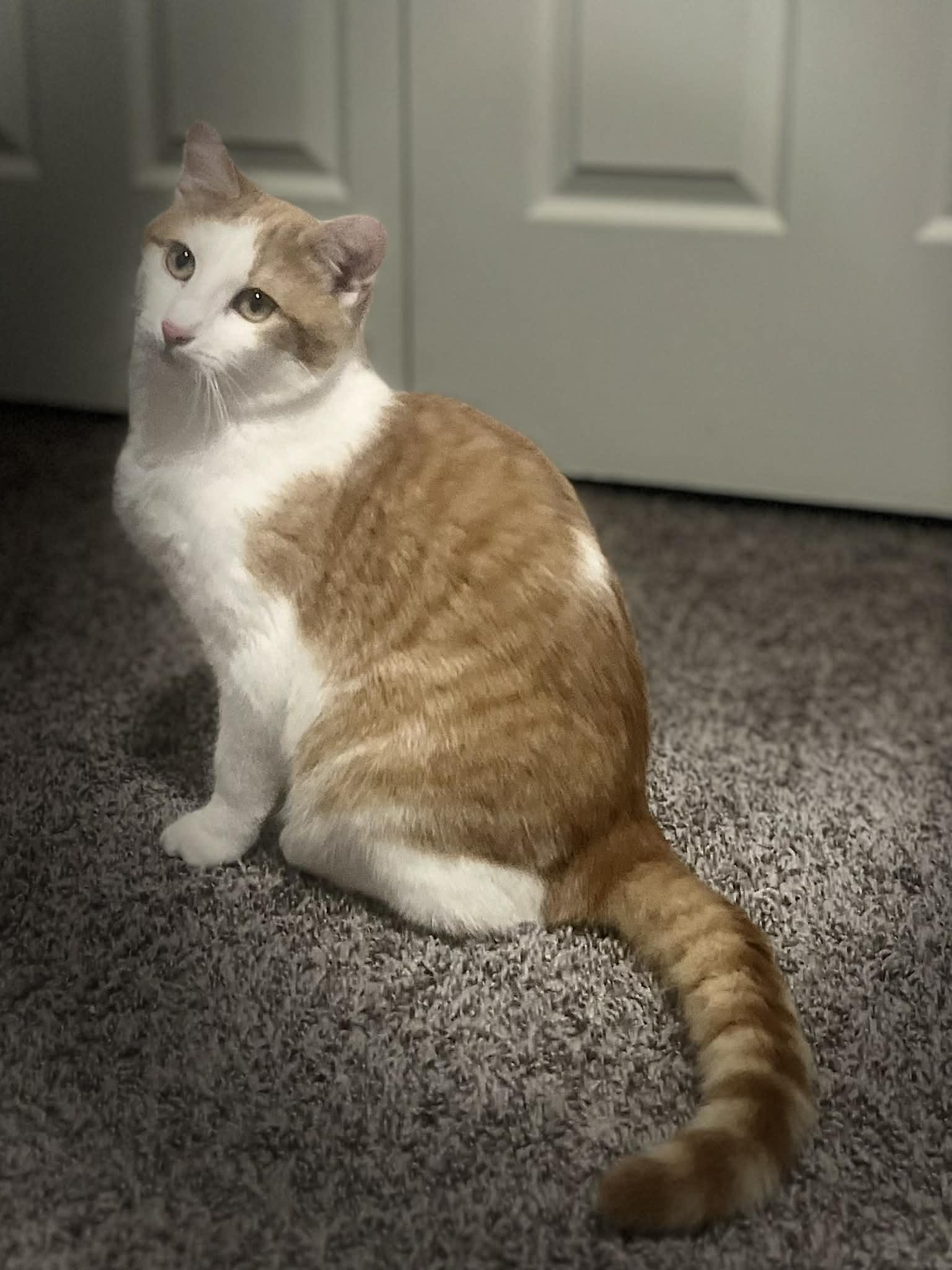 Enlarge Fred **Barn Cat** Ask to Meet! , an adoptable Domestic Short Hair in Elyria, OH image 6/6