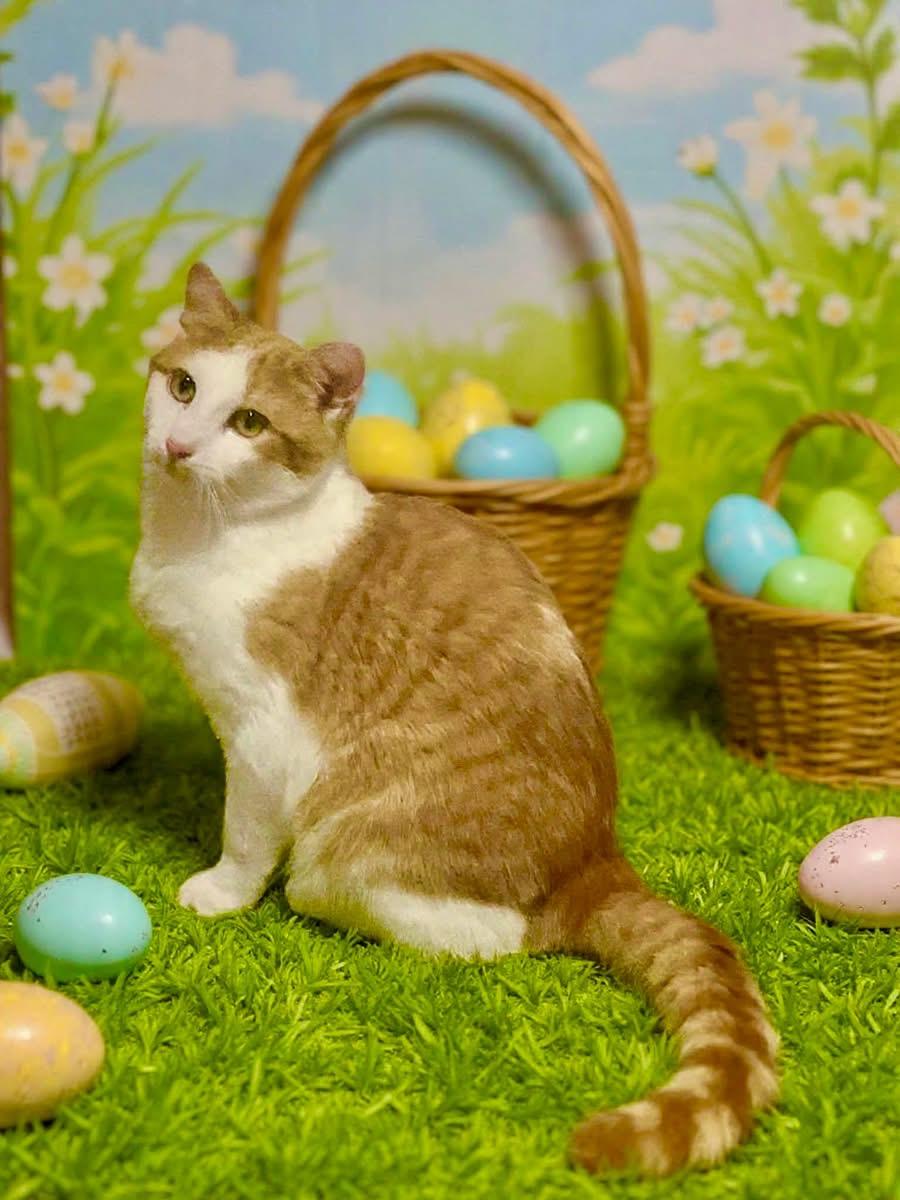 Enlarge Fred Ask to Meet! In Foster!!, an adoptable Domestic Short Hair in Elyria, OH image 2/6