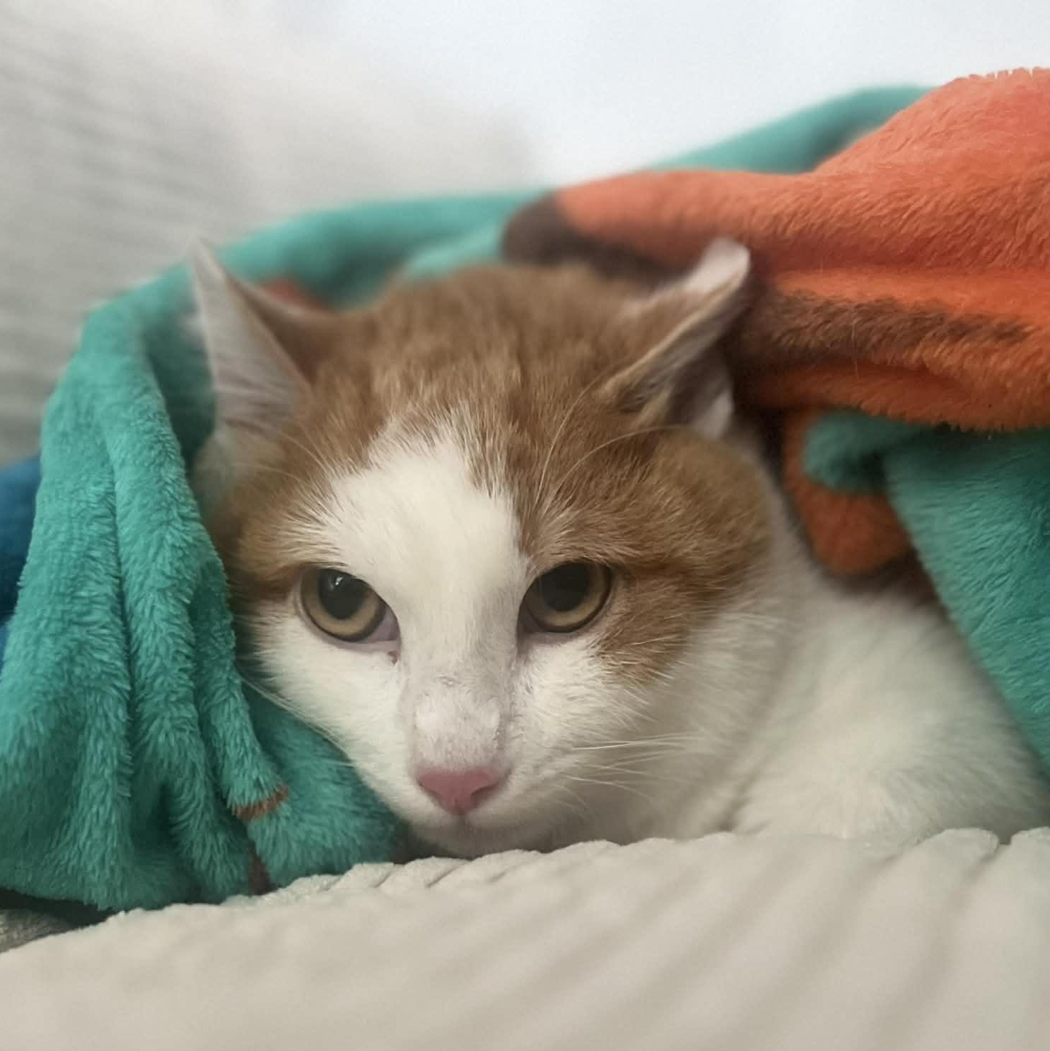 Enlarge Fred **Barn Cat** Ask to Meet! , an adoptable Domestic Short Hair in Elyria, OH image 3/6