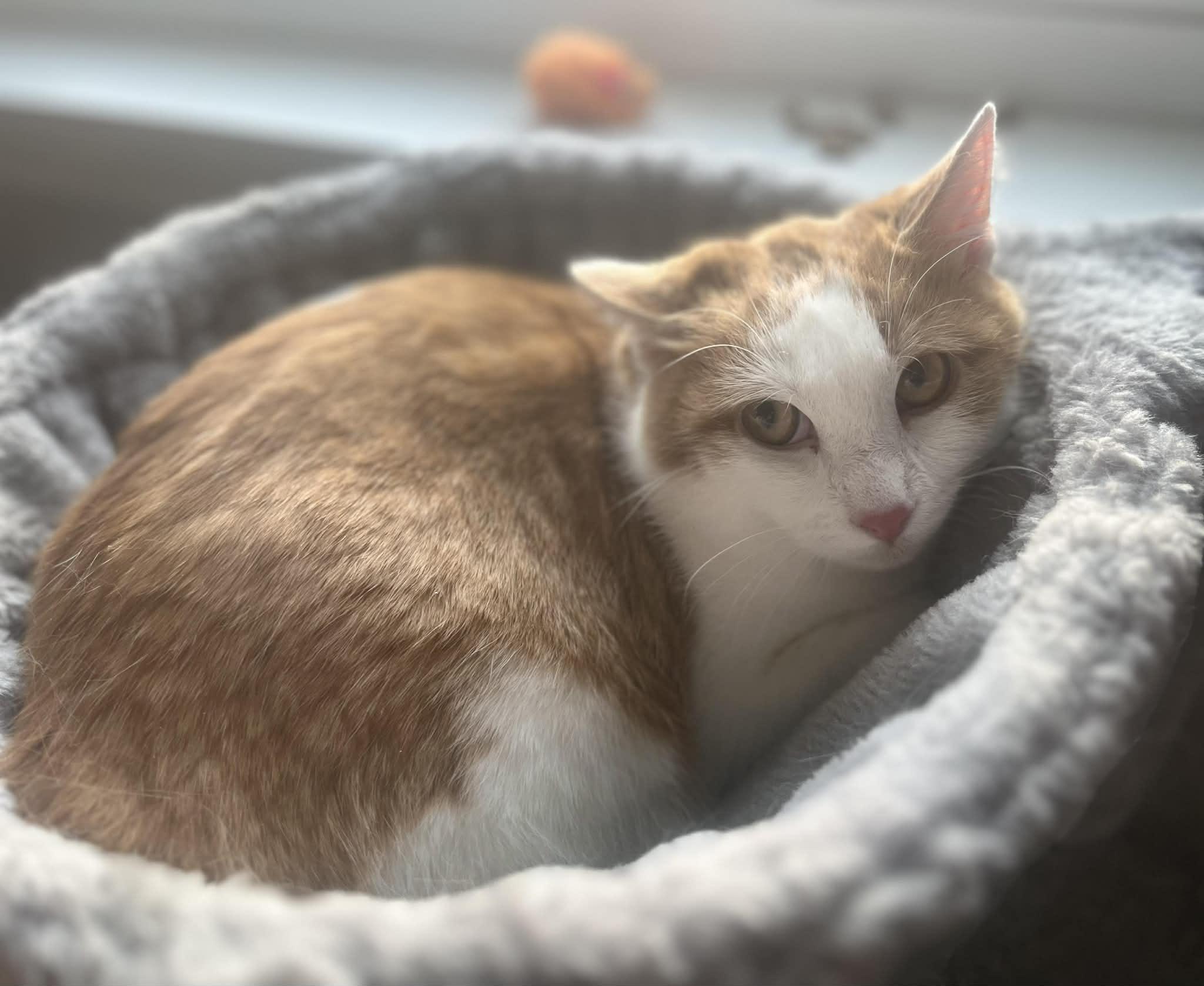 Enlarge Fred **Barn Cat** Ask to Meet! , an adoptable Domestic Short Hair in Elyria, OH image 4/6