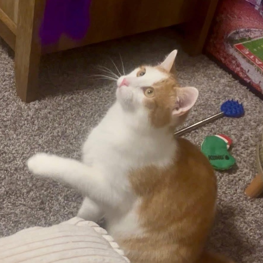 Fred Ask to Meet! In Foster!, adoptable, Young Male Domestic Short Hair.