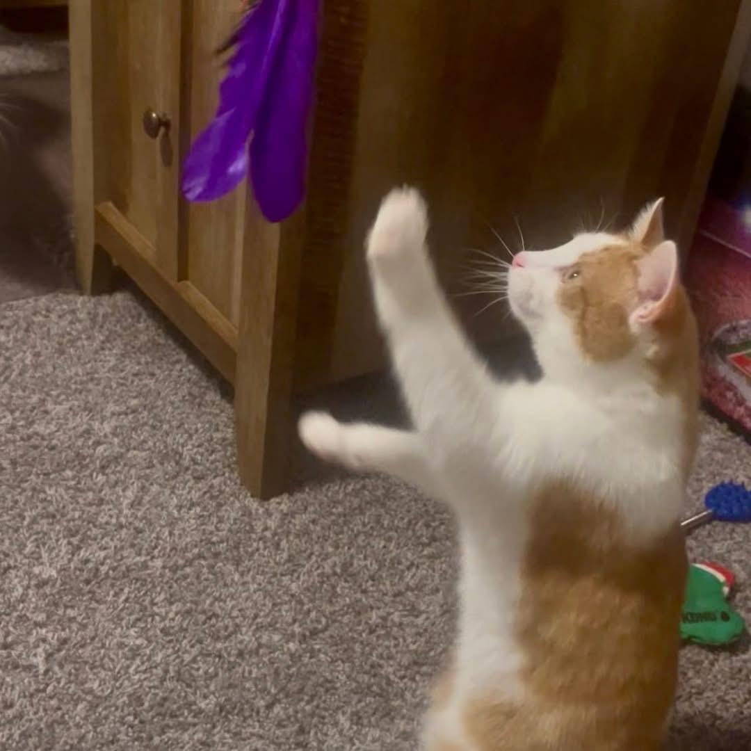 Enlarge Fred **Barn Cat** Ask to Meet! , an adoptable Domestic Short Hair in Elyria, OH image 5/6