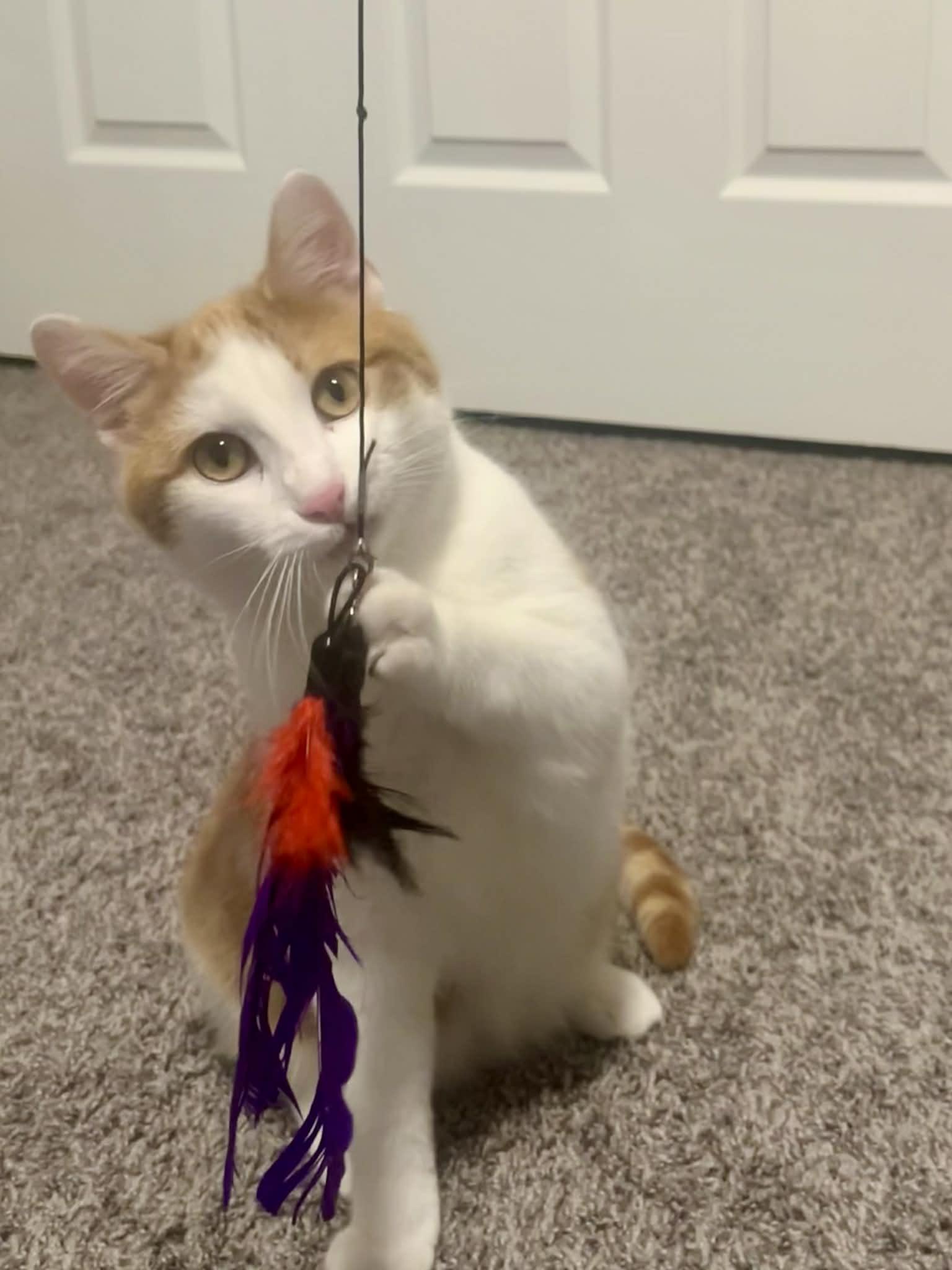 Enlarge Fred **Barn Cat** Ask to Meet! , an adoptable Domestic Short Hair in Elyria, OH image 1/6