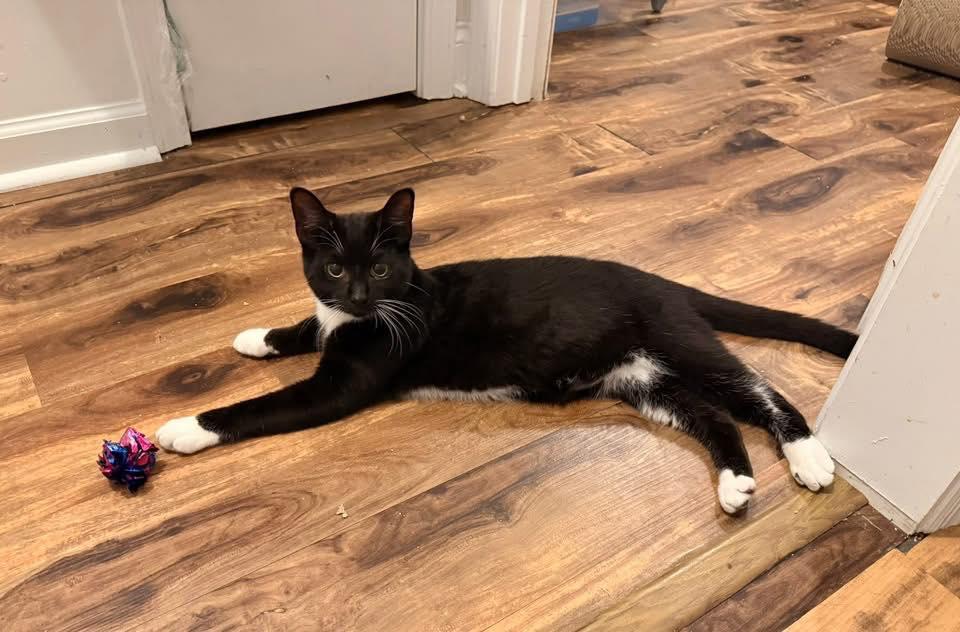 Enlarge Oz, a Adoptable Domestic Short Hair in Wilmington, NC image 1/1