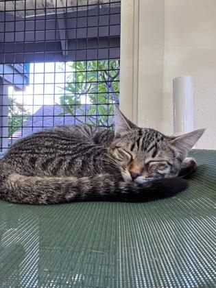 Enlarge Lacy, a Adoptable Domestic Short Hair in Honolulu, HI image 1/3