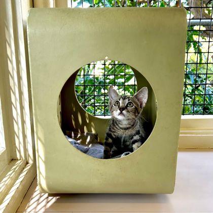 Enlarge Lacy, a Adoptable Domestic Short Hair in Honolulu, HI image 2/3