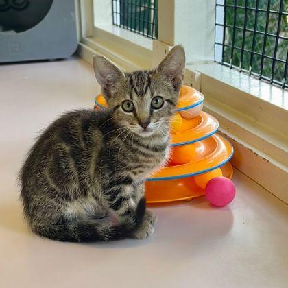 Enlarge Lacy, a Adoptable Domestic Short Hair in Honolulu, HI image 3/3