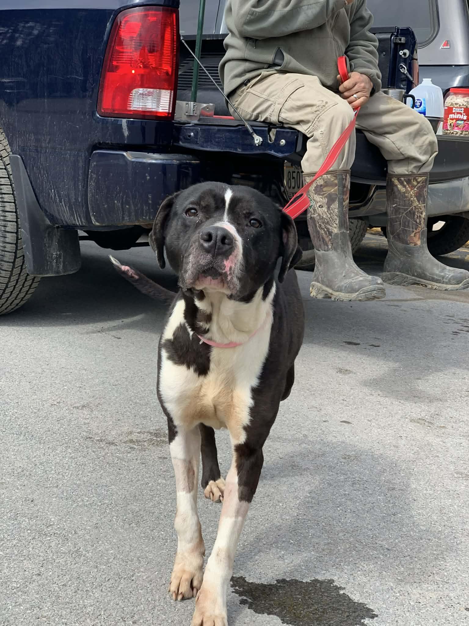 Enlarge Moon Pie, a Adoptable Mixed Breed in Heuvelton, NY image 1/5