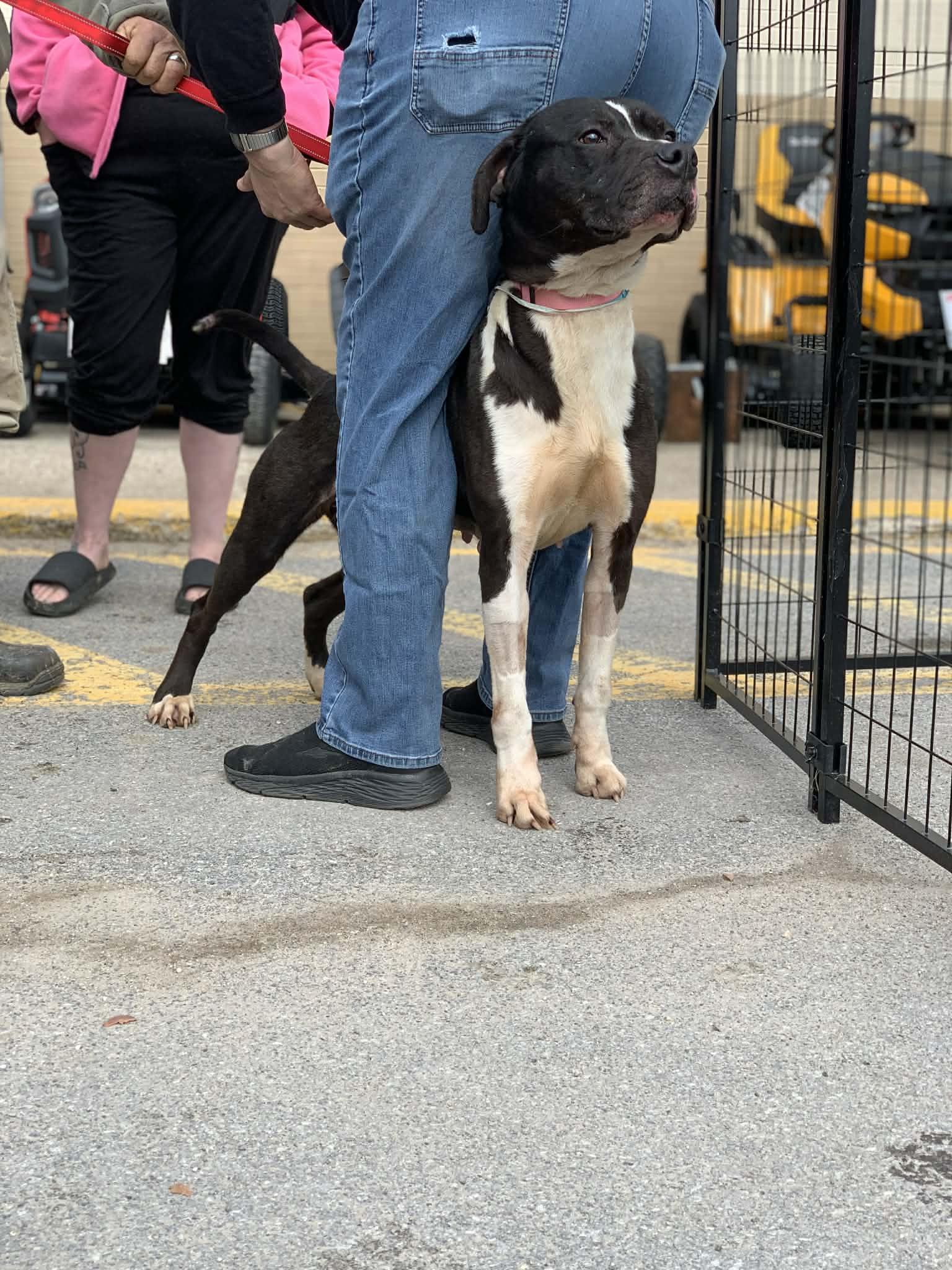 Enlarge Moon Pie, a Adoptable Mixed Breed in Heuvelton, NY image 2/5