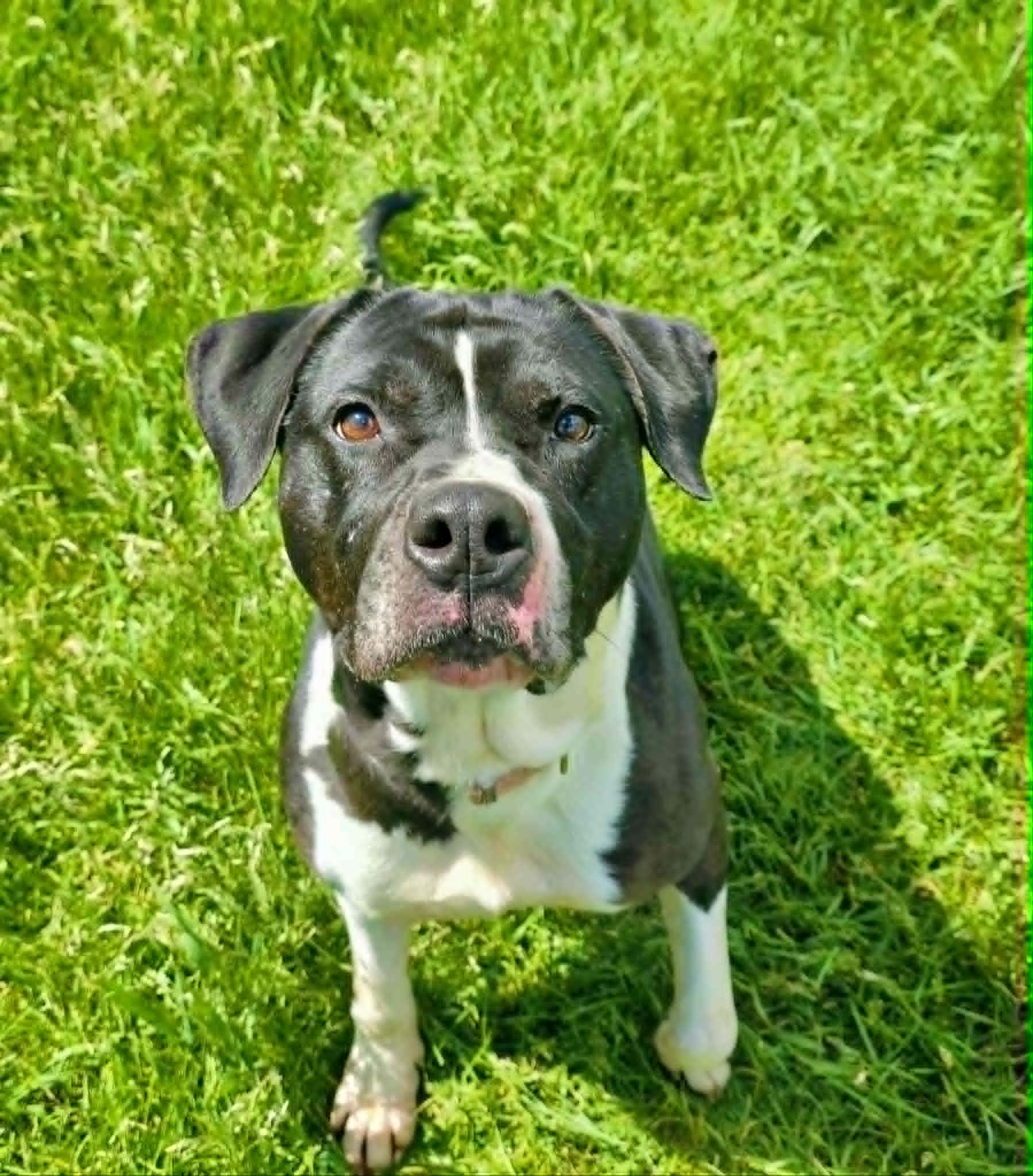 Moon Pie, a Adoptable Mixed Breed in Heuvelton, NY image 1/6
