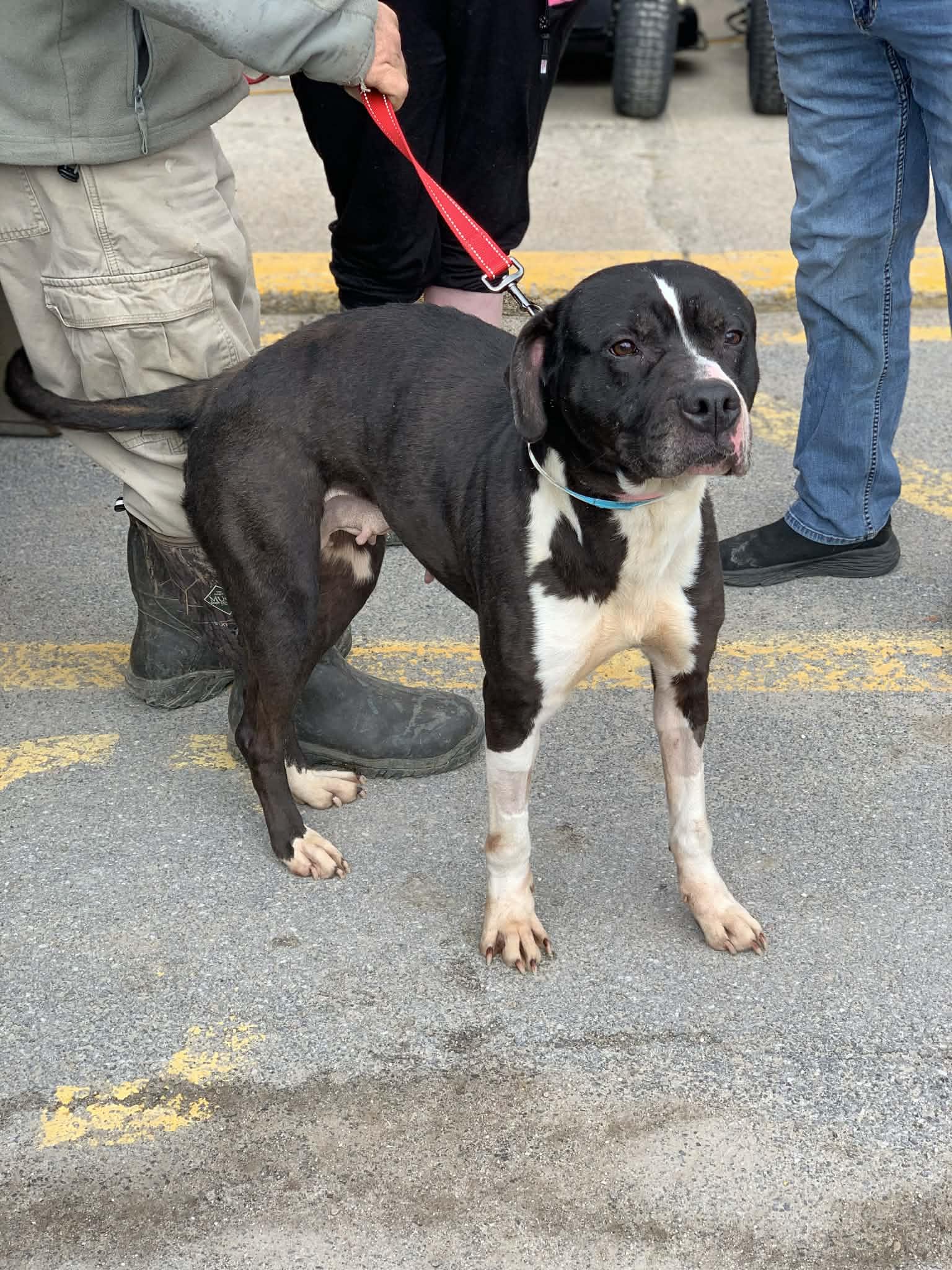 Enlarge Moon Pie, a Adoptable Mixed Breed in Heuvelton, NY image 3/5