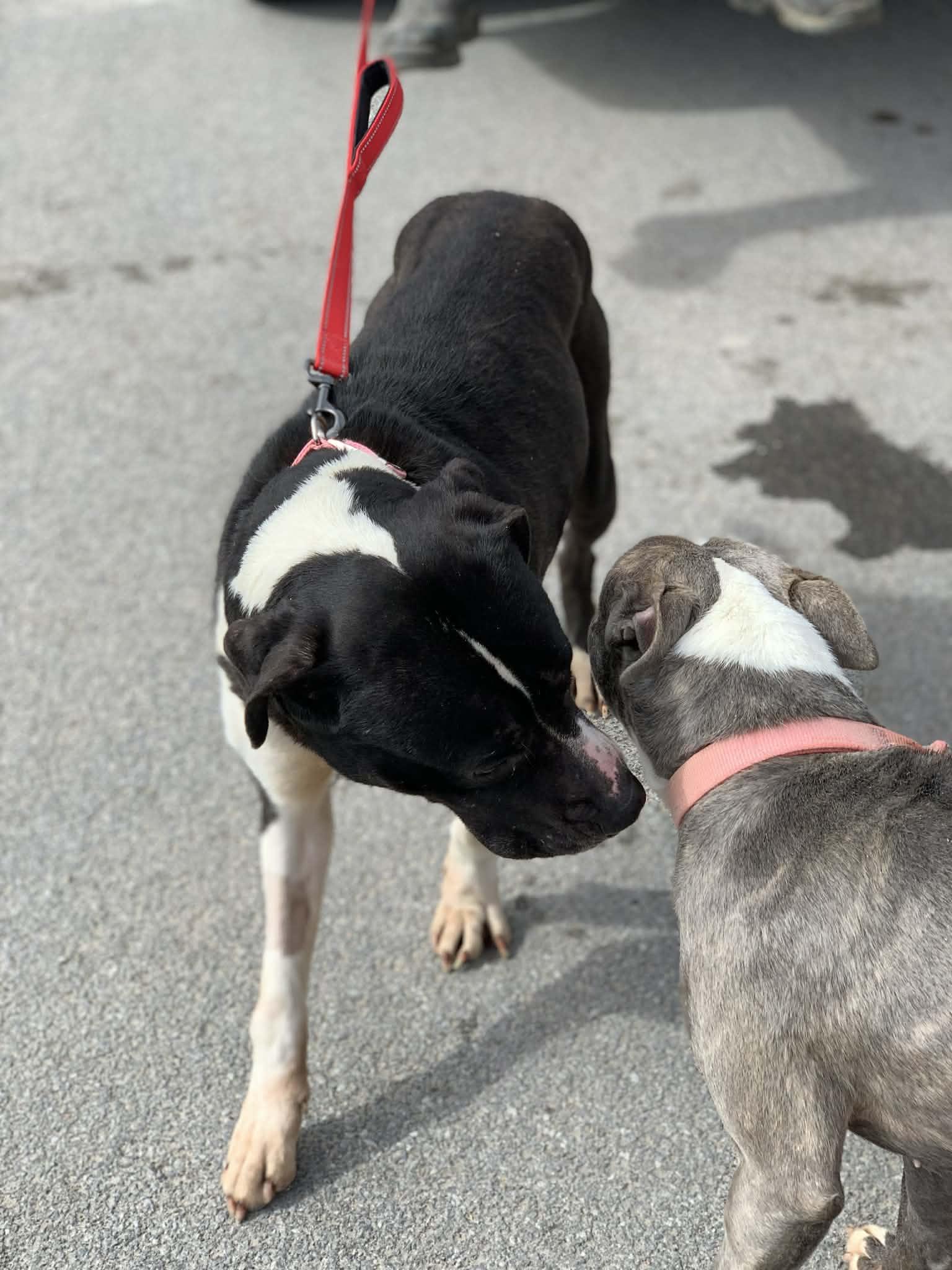 Enlarge Moon Pie, a Adoptable Mixed Breed in Heuvelton, NY image 4/5