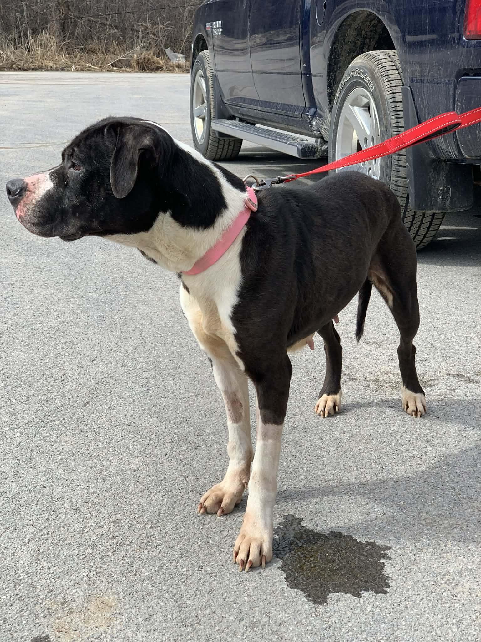 Enlarge Moon Pie, a Adoptable Mixed Breed in Heuvelton, NY image 5/5