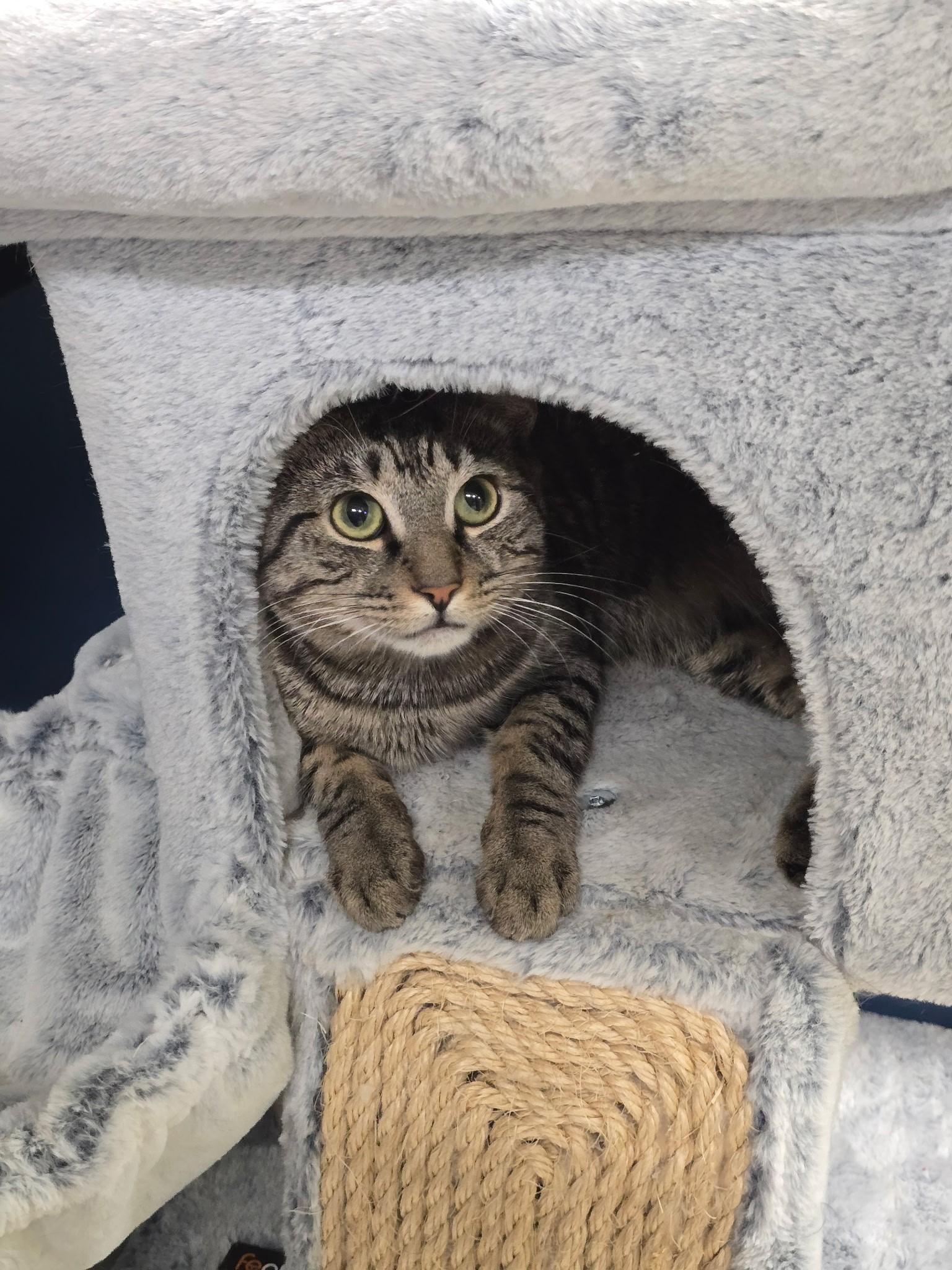 Enlarge River, an adopted Domestic Short Hair in Edison, NJ image 1/1