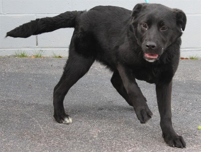 BAXTER, Adoptable, Puppy Male Newfoundland Dog & Labrador Retriever.