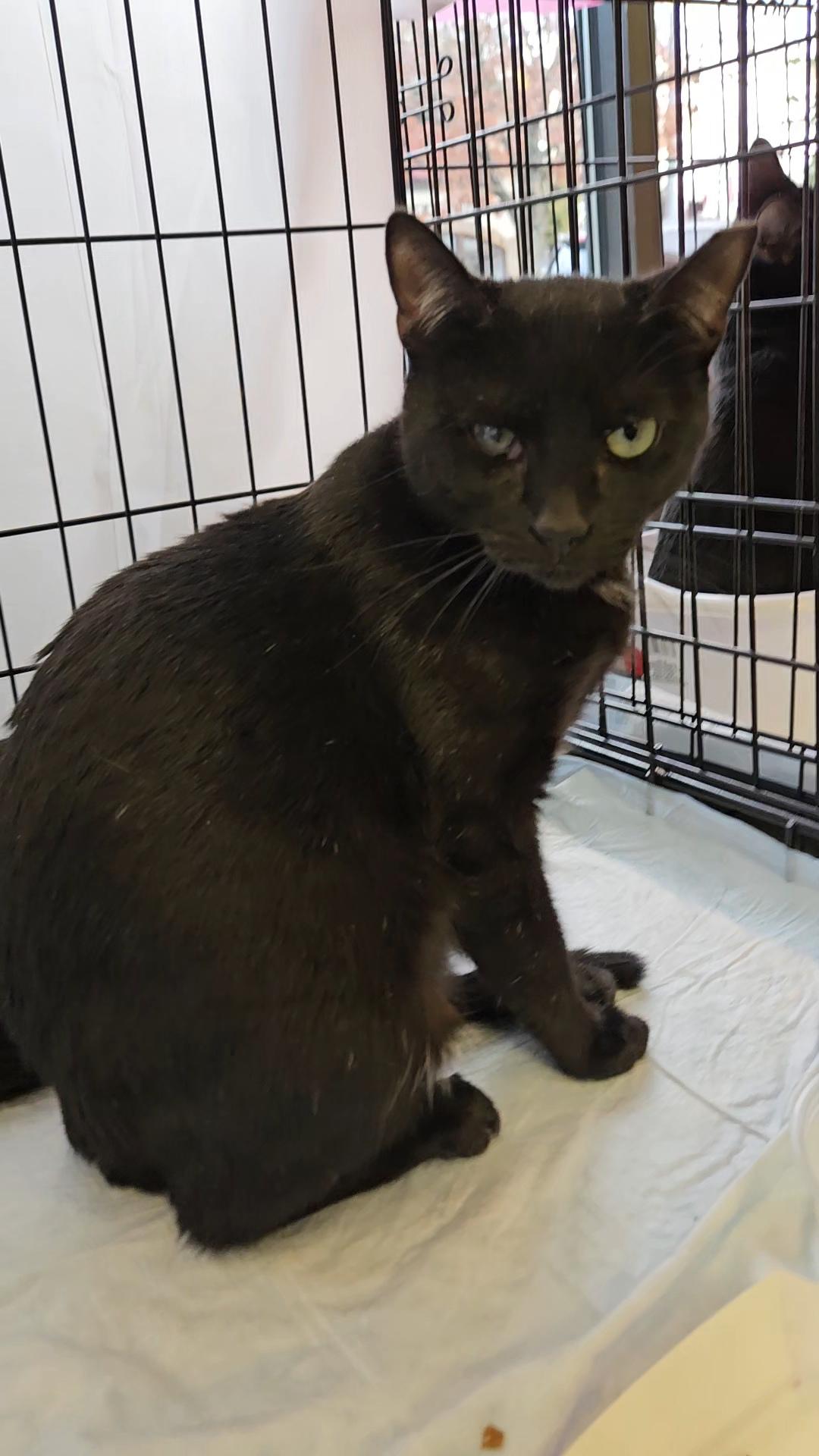 BIRDIE N - unique beauty