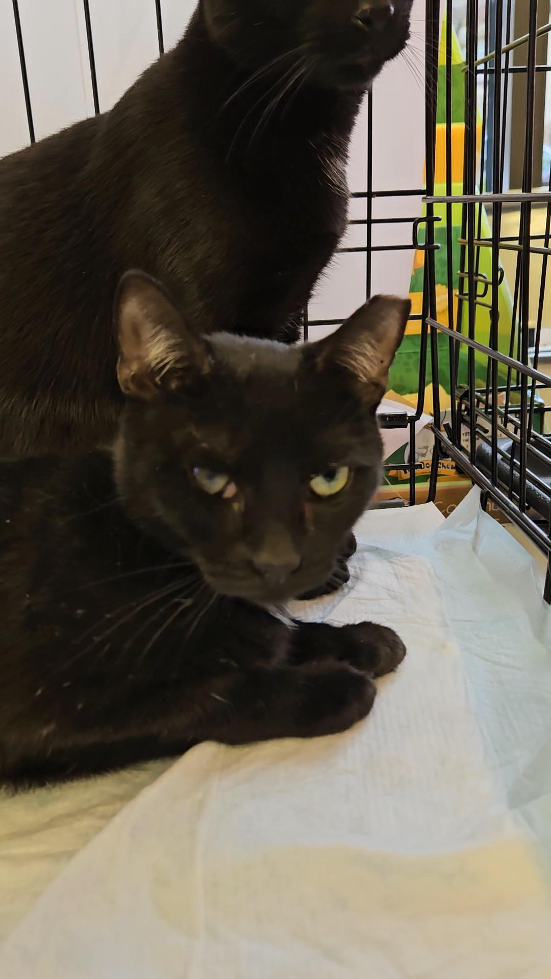 BIRDIE N - unique beauty