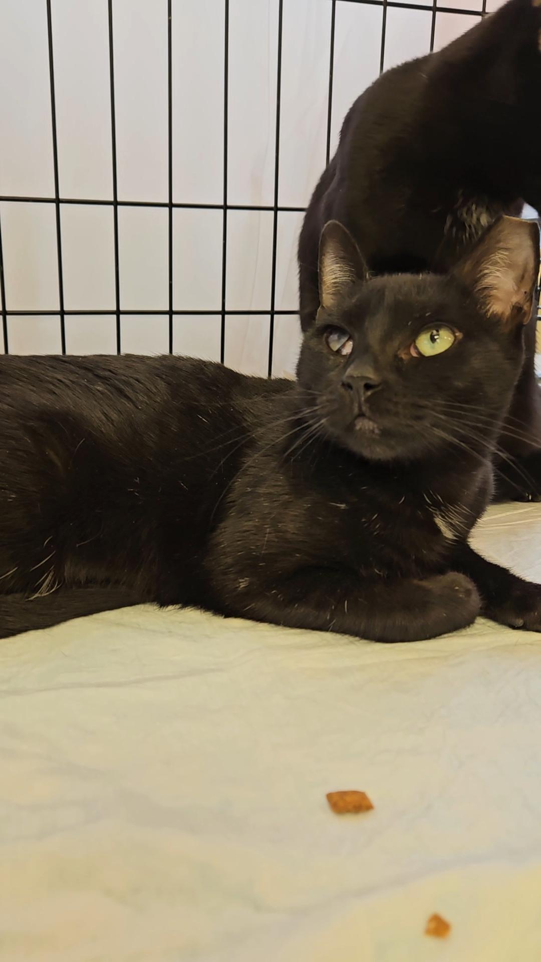 BIRDIE N - unique beauty