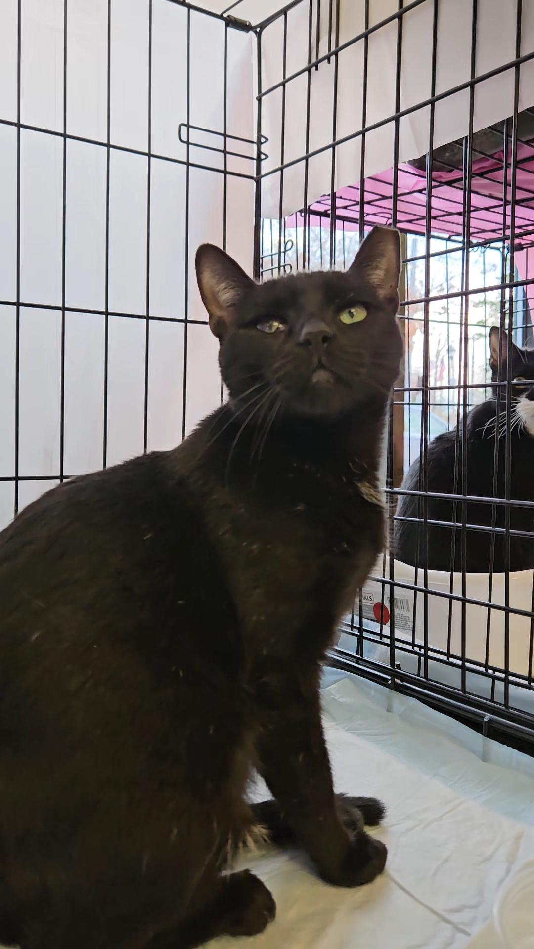 BIRDIE N - unique beauty