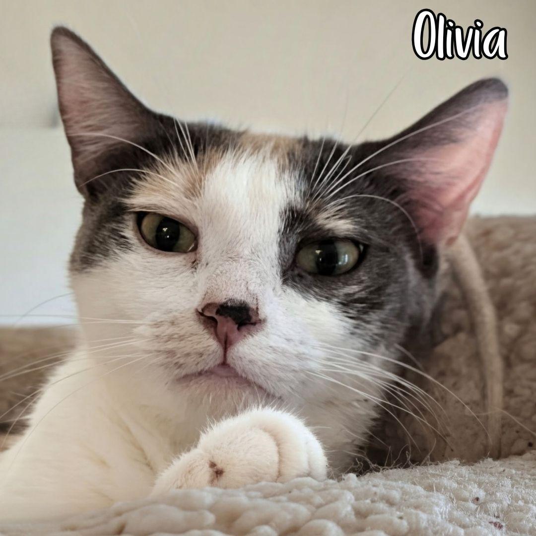 Enlarge Olivia, a ADOPTABLE Domestic Short Hair in Janesville, WI image 2/3