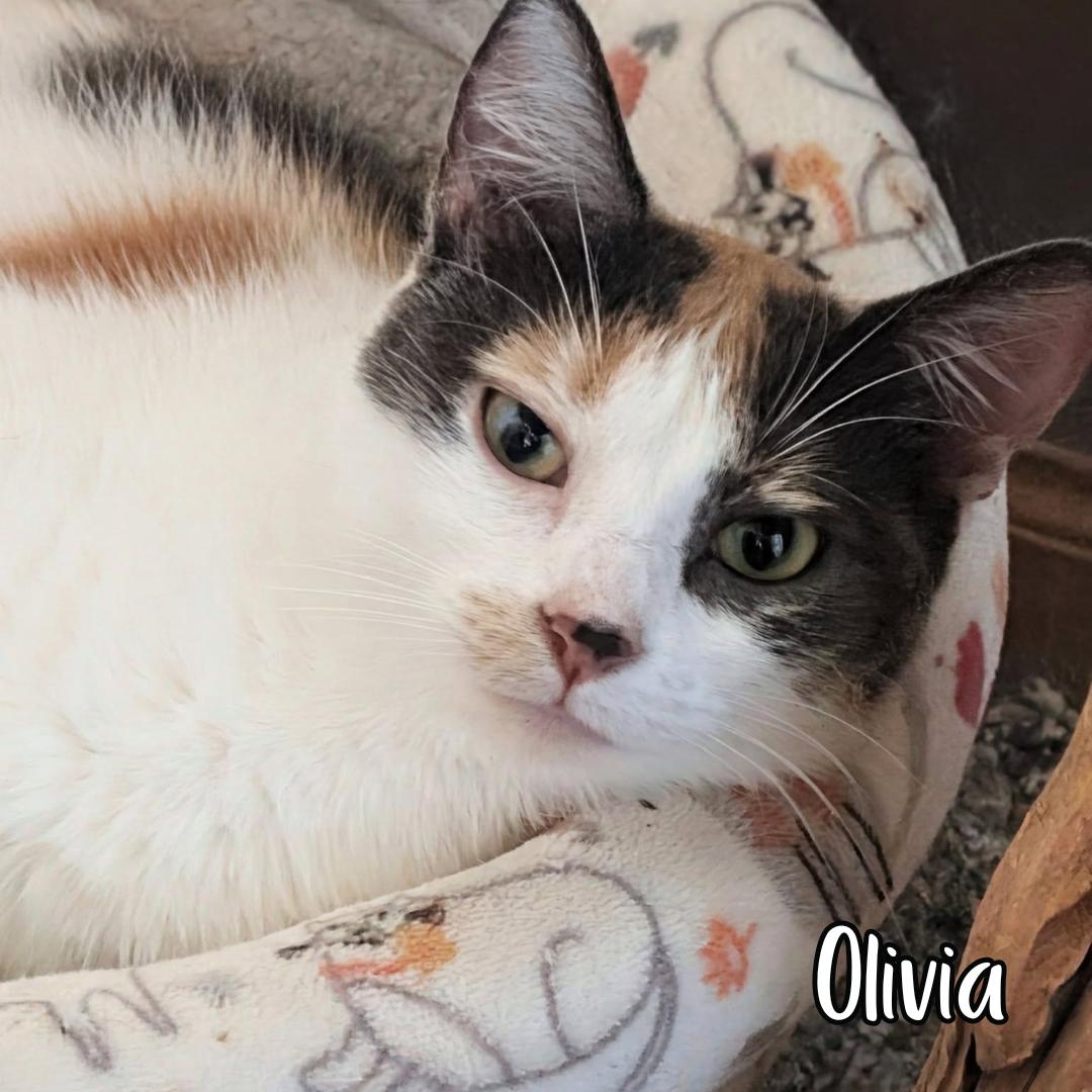 Olivia, ADOPTABLE, Adult Female Domestic Short Hair.