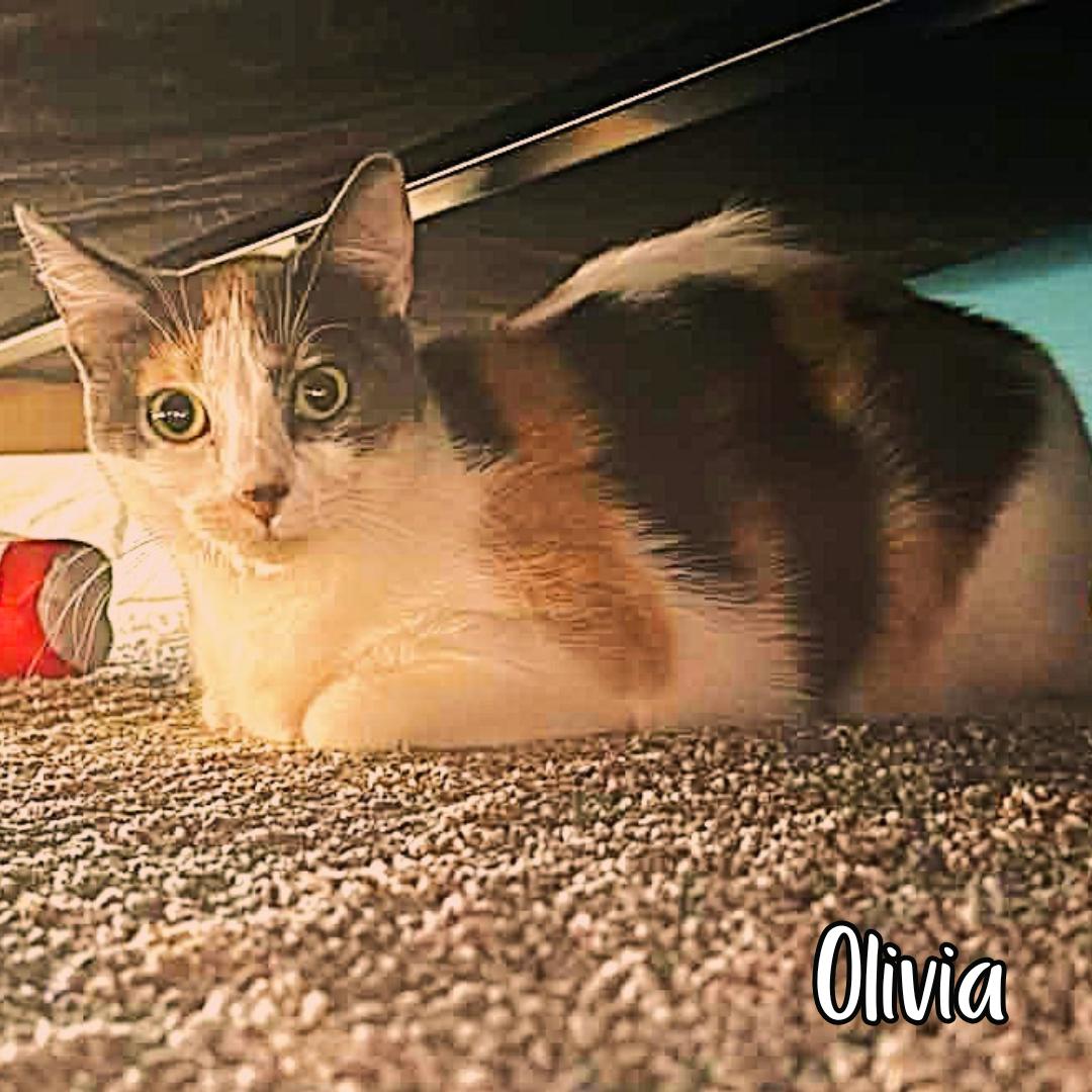 Enlarge Olivia, a ADOPTABLE Domestic Short Hair in Janesville, WI image 3/3