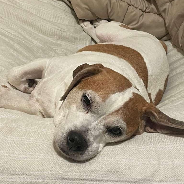 Enlarge Kilo, a ADOPTABLE Beagle in New York, NY image 2/6