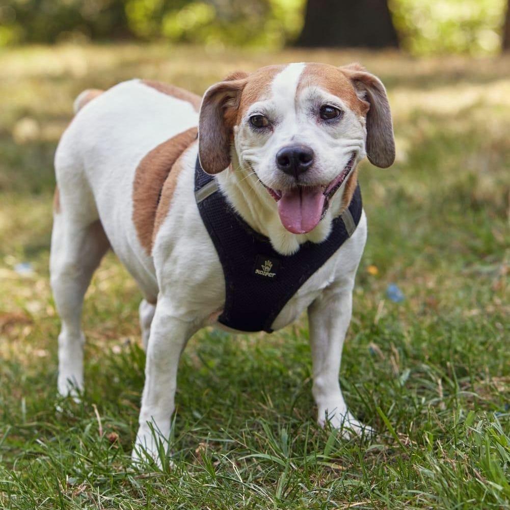 Kilo, ADOPTABLE, Senior Male Beagle.