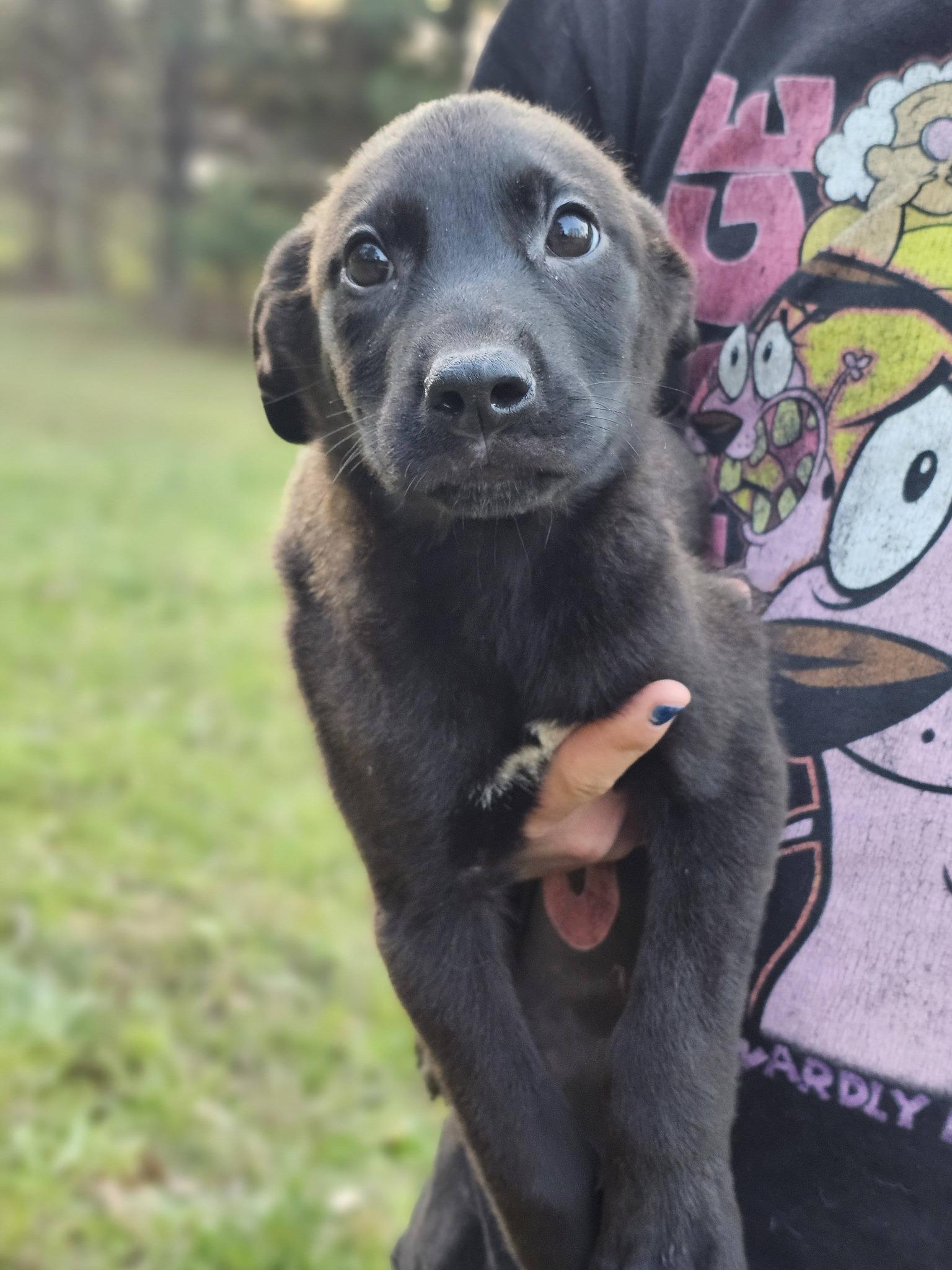 Enlarge Myles, a ADOPTABLE Black Labrador Retriever in Fort Payne, AL image 4/6