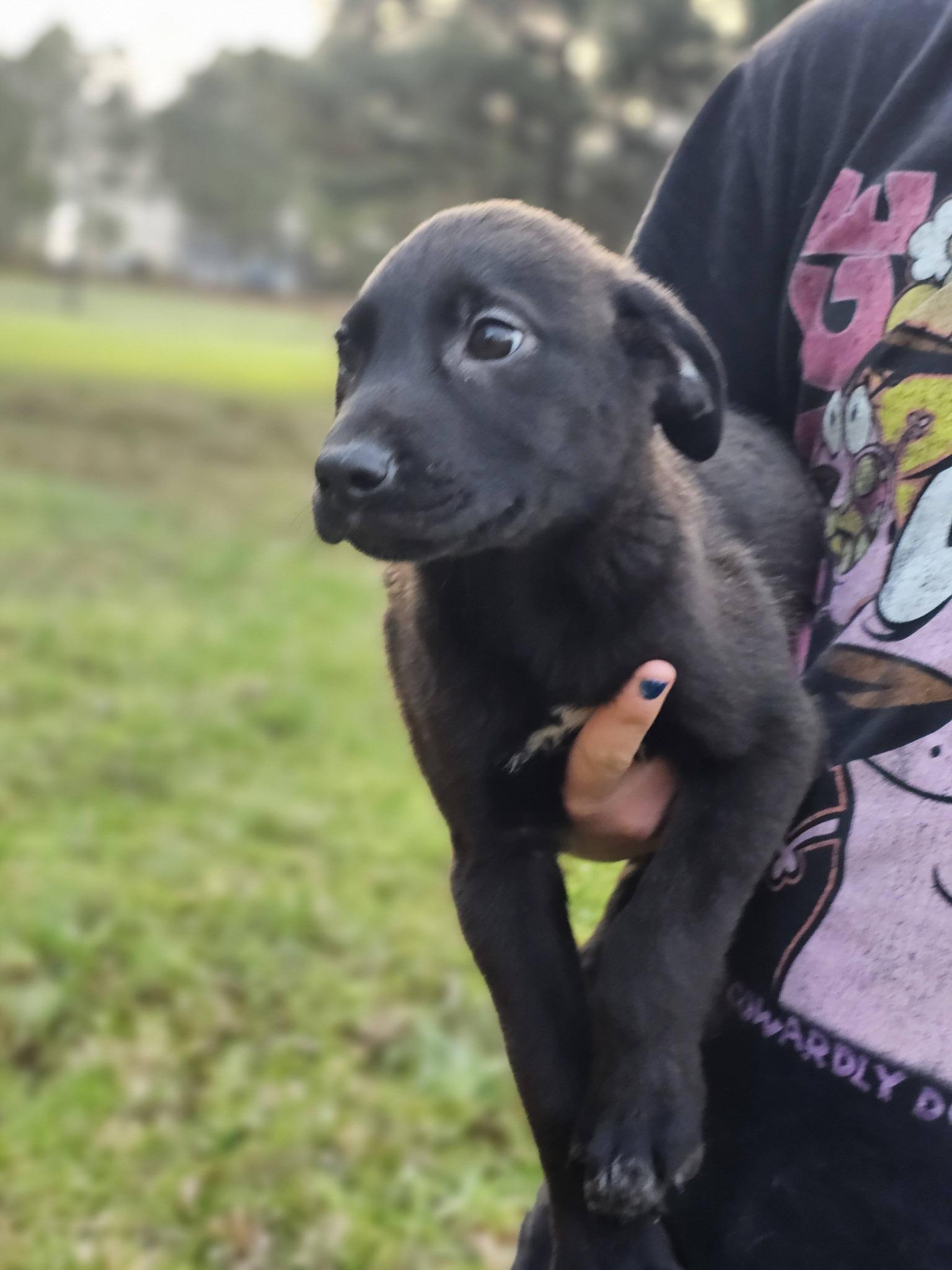 Enlarge Myles, a ADOPTABLE Black Labrador Retriever in Fort Payne, AL image 3/6
