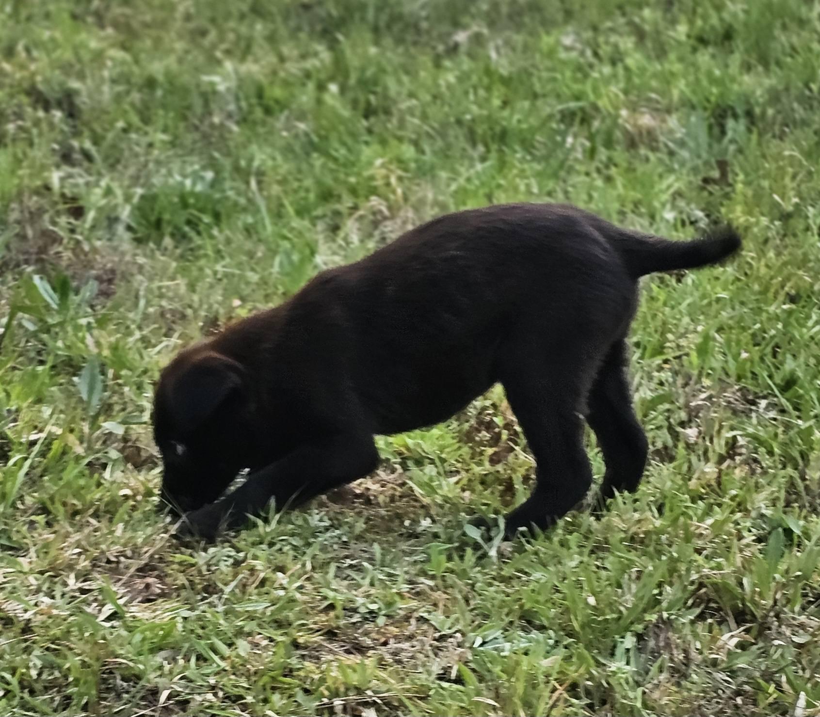 Enlarge Myles, a ADOPTABLE Black Labrador Retriever in Fort Payne, AL image 2/6