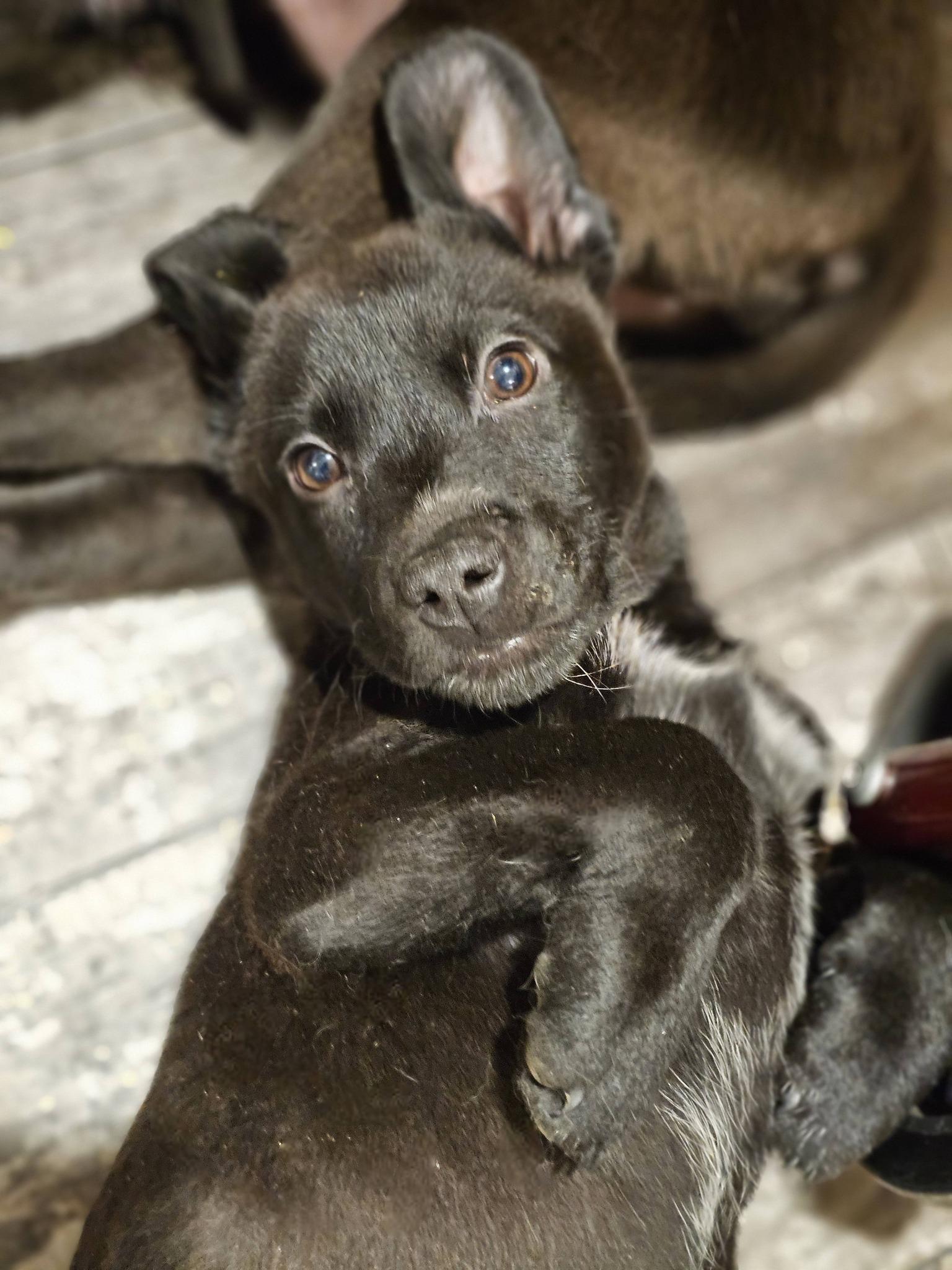 Enlarge Myles, a ADOPTABLE Black Labrador Retriever in Fort Payne, AL image 5/6
