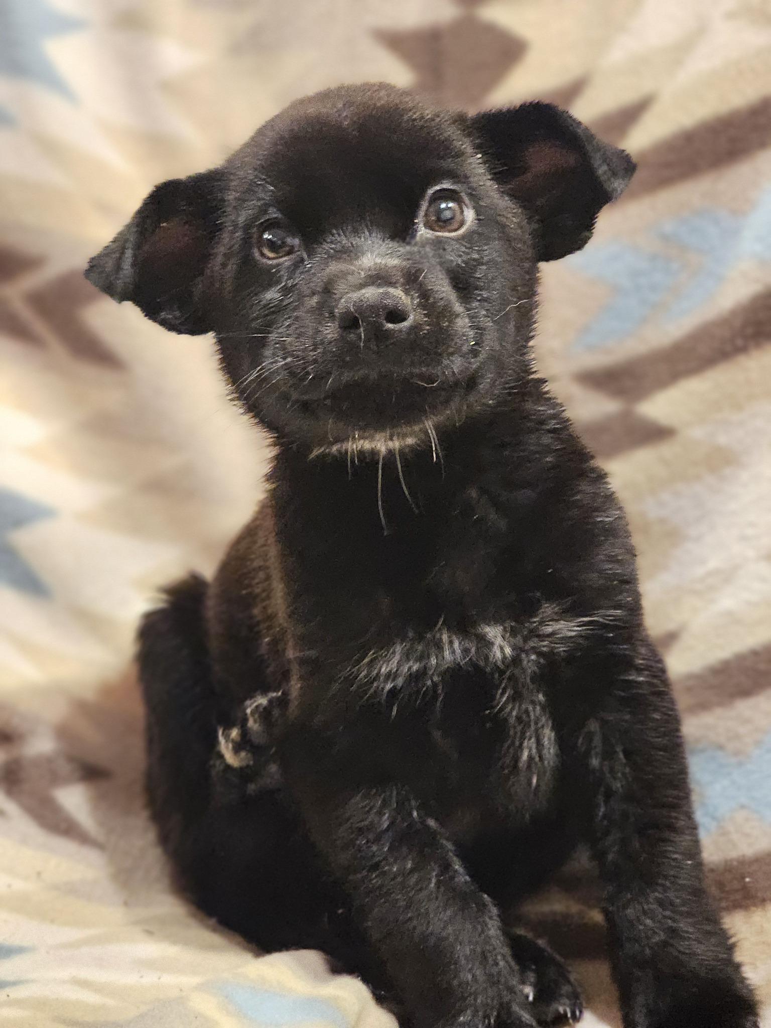 Enlarge Myles, a ADOPTABLE Black Labrador Retriever in Fort Payne, AL image 6/6