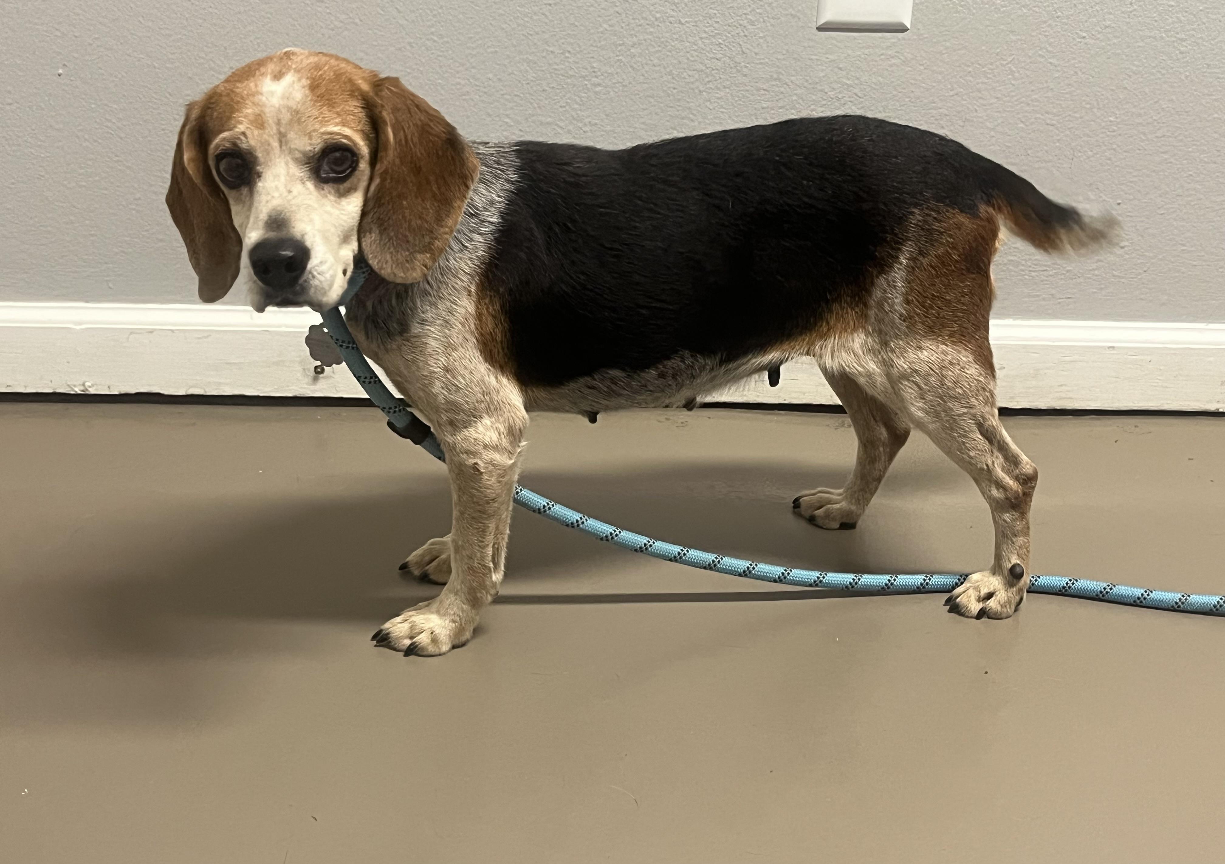 Pumpkin, Adoptable, Adult Female Beagle.