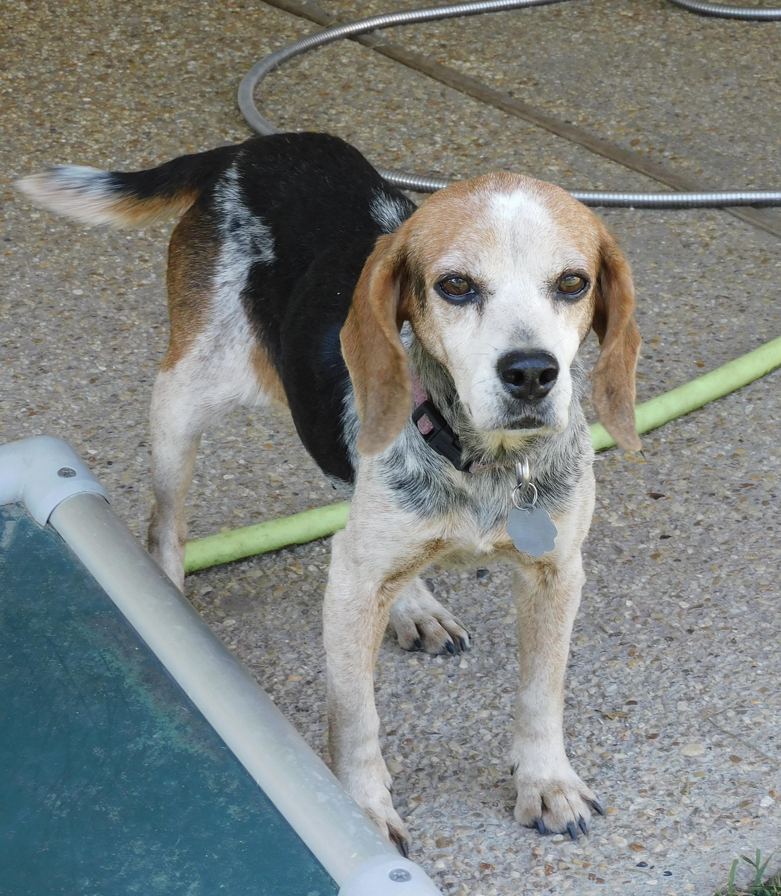 Pumpkin, a Adoptable Beagle in Prairieville, LA image 3/5