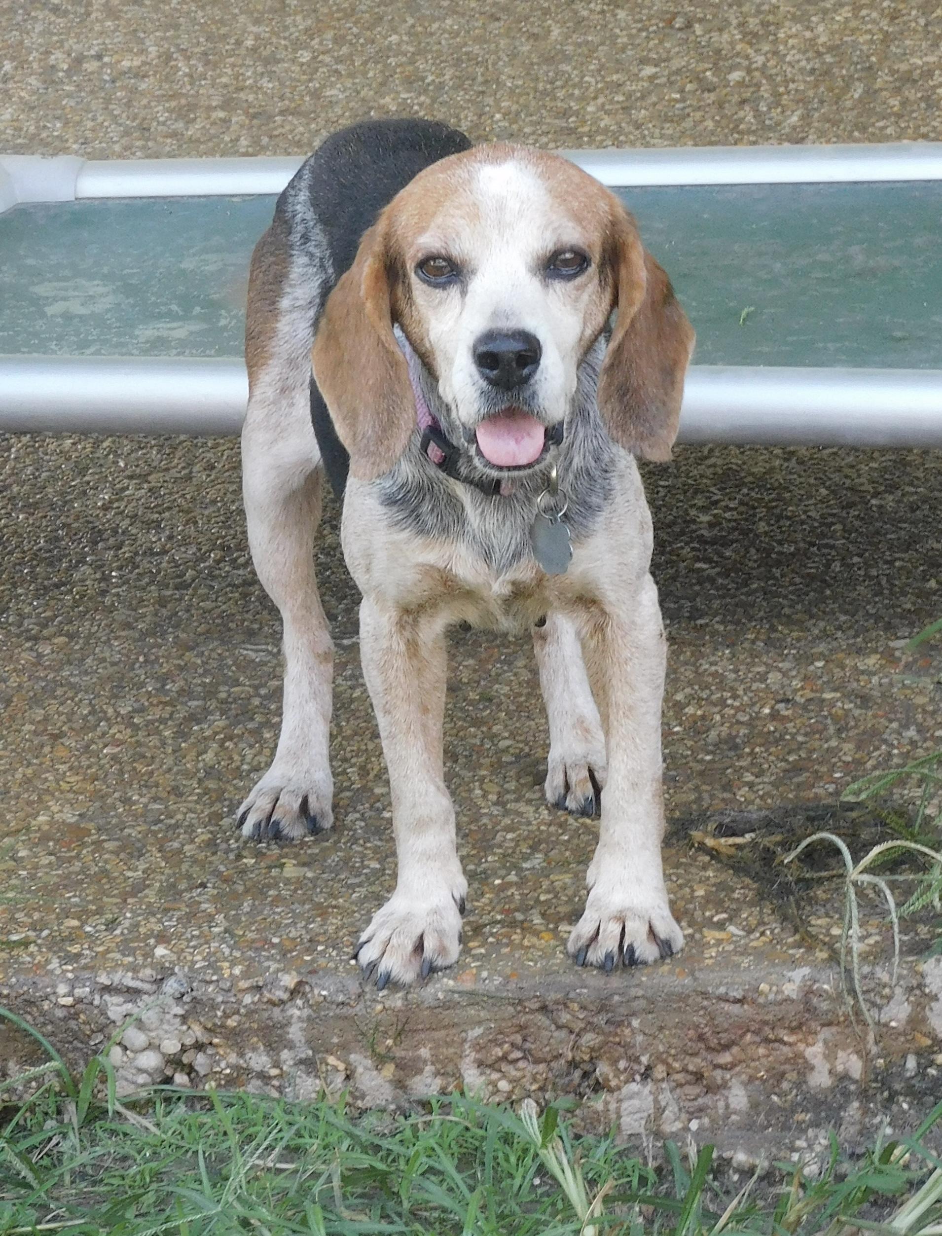 Pumpkin, a Adoptable Beagle in Prairieville, LA image 4/5