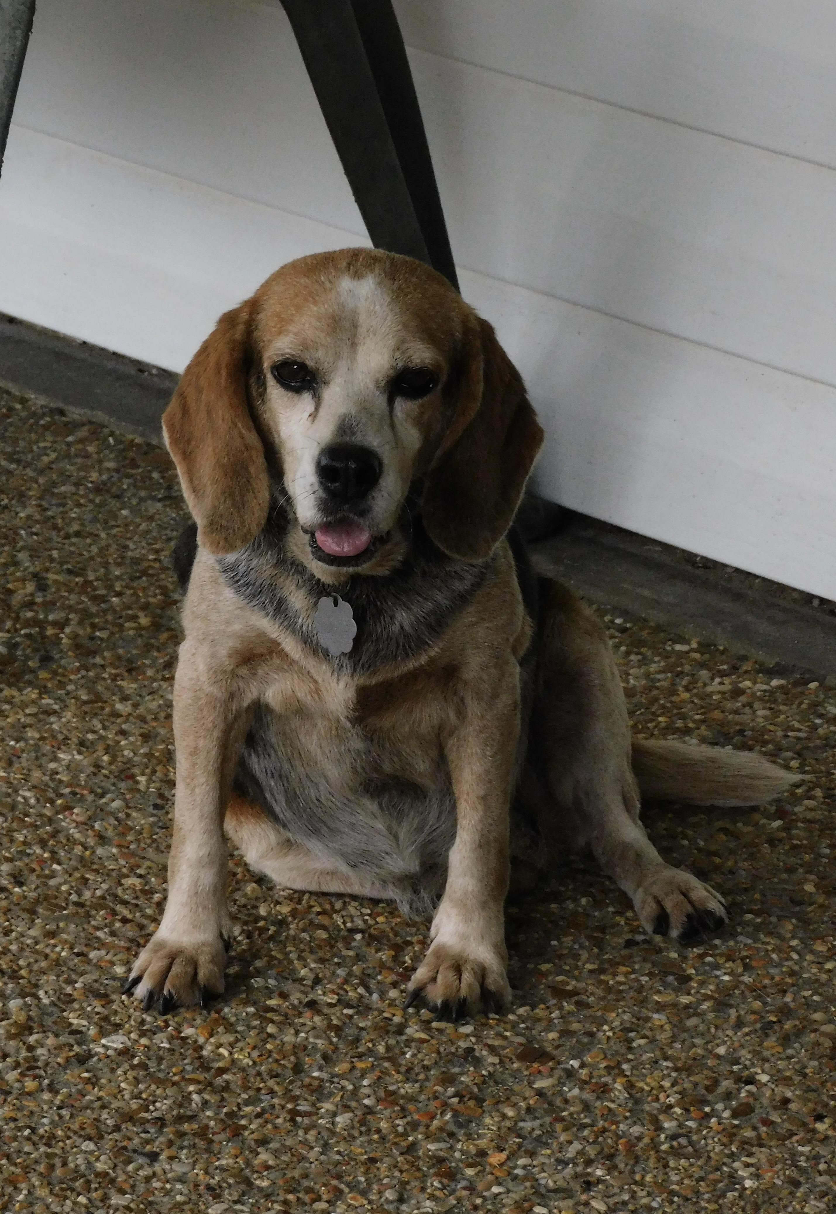 Pumpkin, Adoptable, Adult Female Beagle.