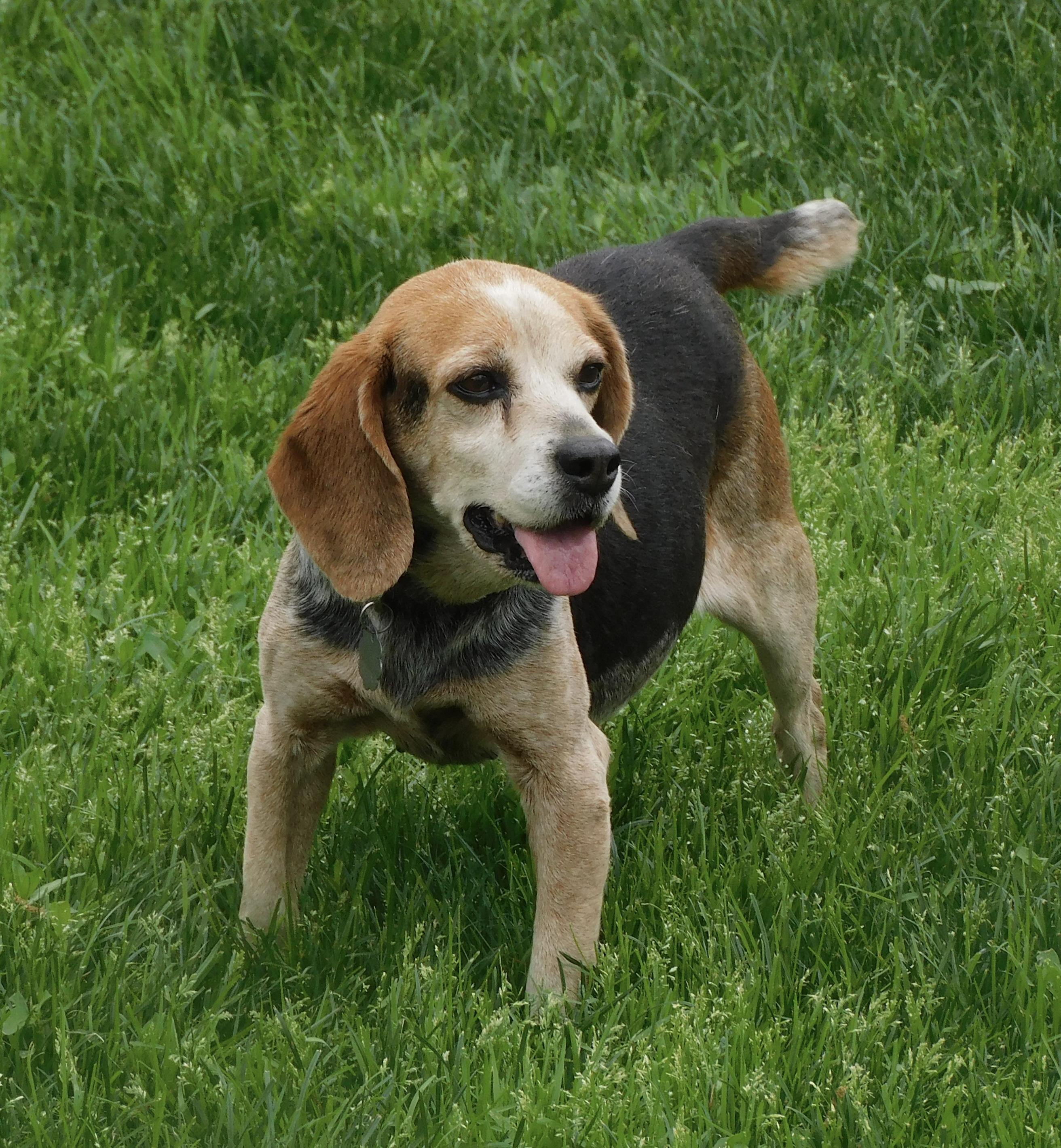 Pumpkin, Adoptable, Adult Female Beagle.