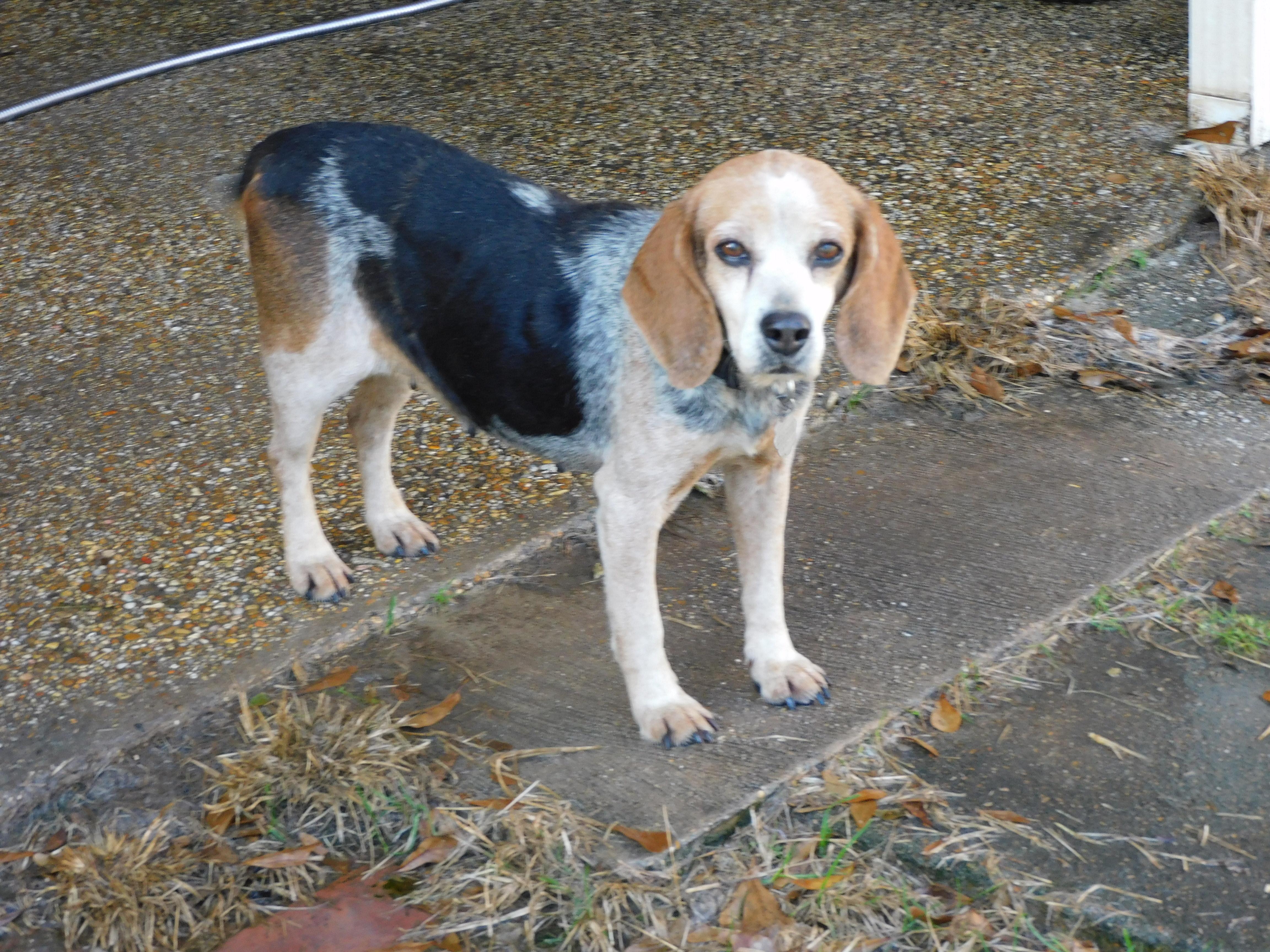 Pumpkin, Adoptable, Adult Female Beagle.