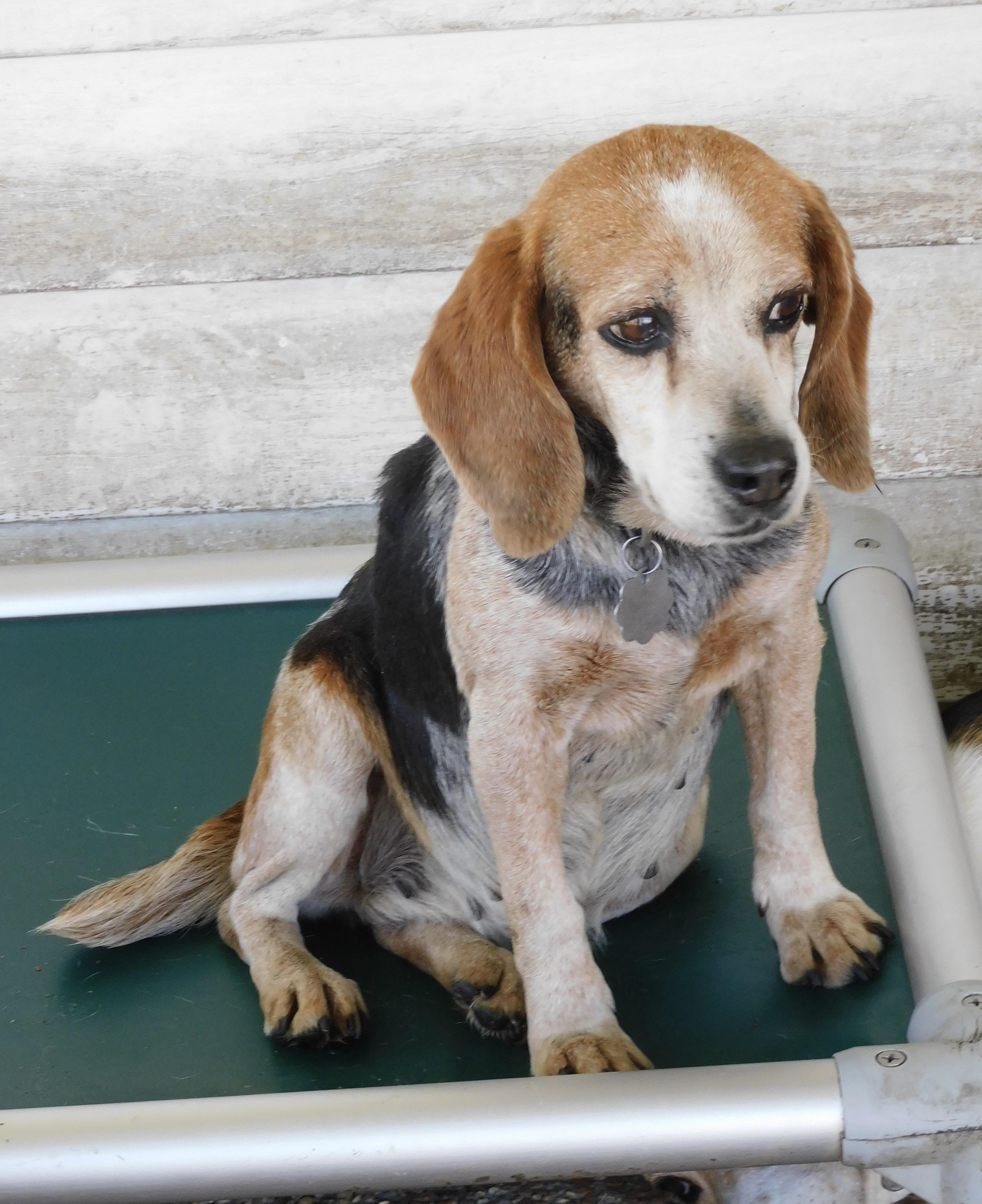 Pumpkin, Adoptable, Adult Female Beagle.