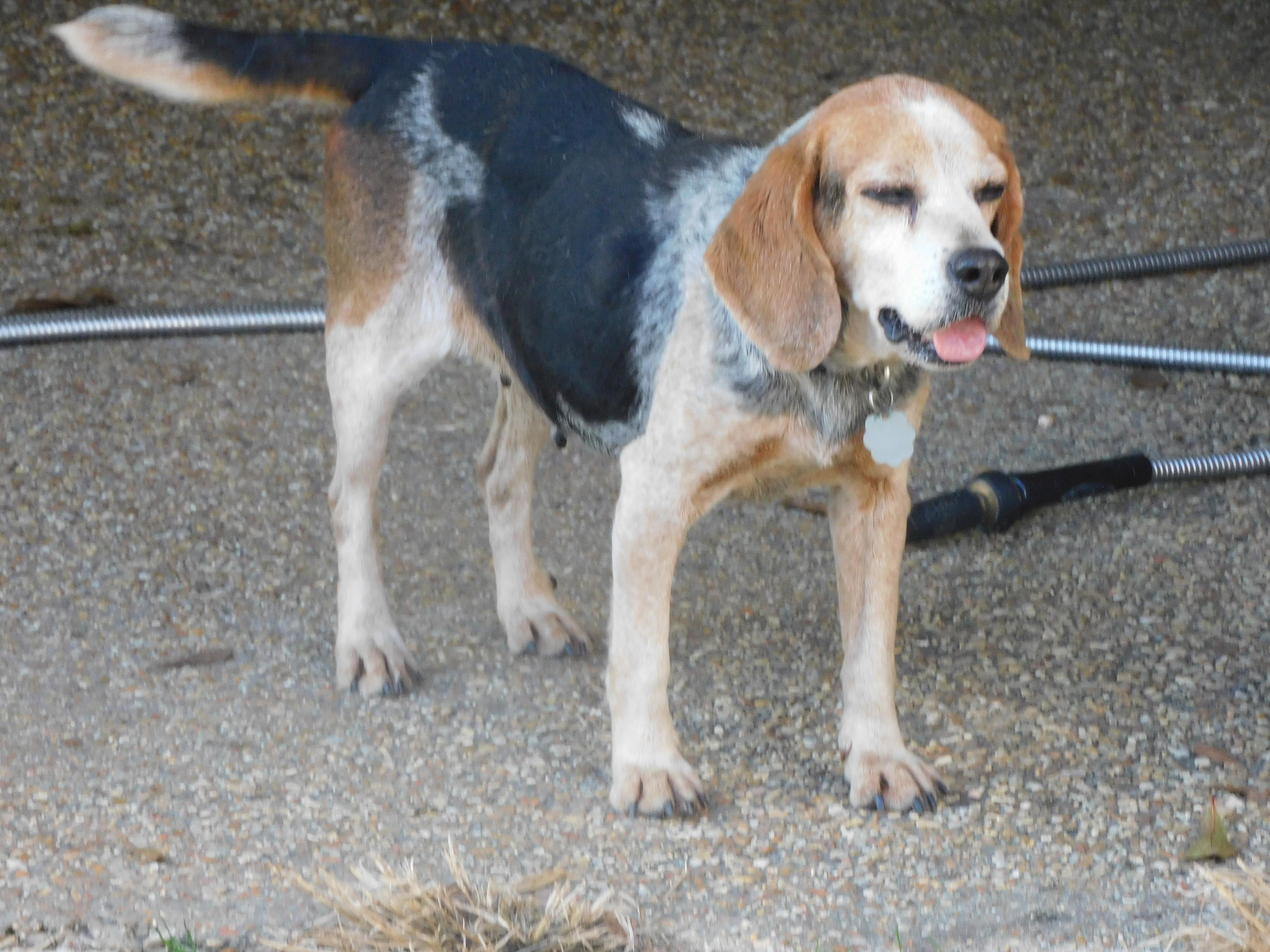 Pumpkin, a Adoptable Beagle in Prairieville, LA image 5/5