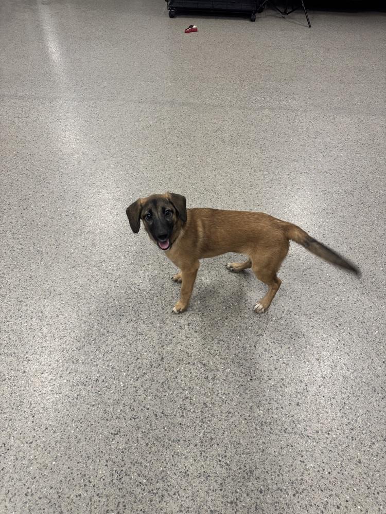 Cortland (26-178 D), Adopted, Puppy Female Mixed Breed.