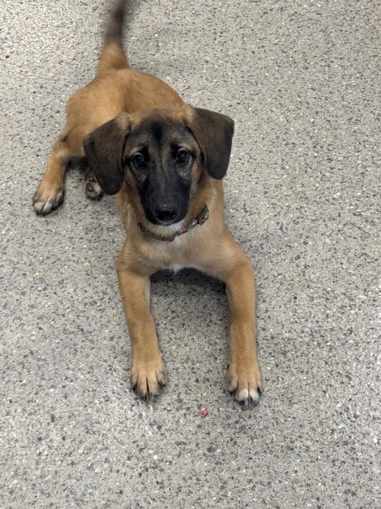Enlarge Cortland (26-178 D), a Adopted mixed breed in Lansing, MI image 2/3