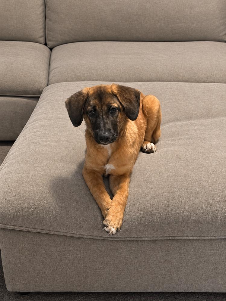 Enlarge Cortland (26-178 D), a Adopted mixed breed in Lansing, MI image 3/3
