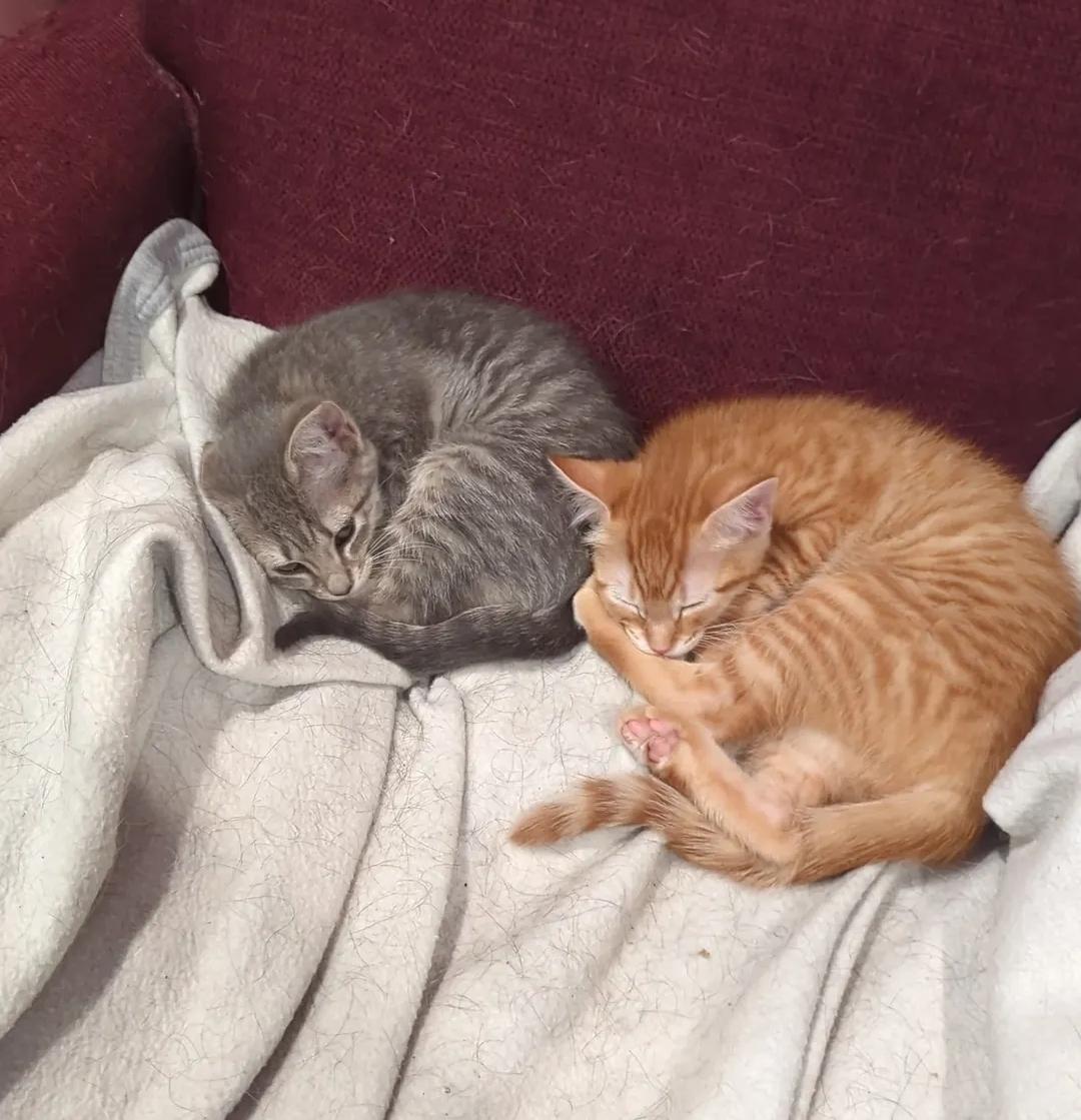 Mollie, Adoptable, Kitten Female Domestic Short Hair.