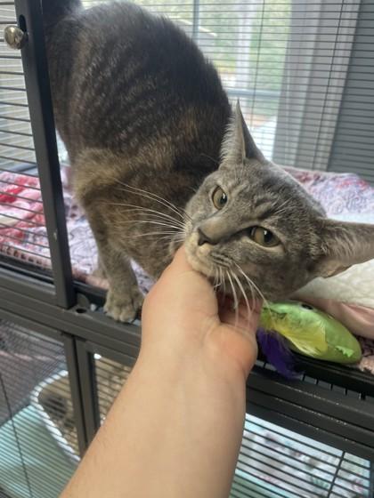 Madeleine, Adoptable, Adult Female Domestic Short Hair & Domestic Short Hair.